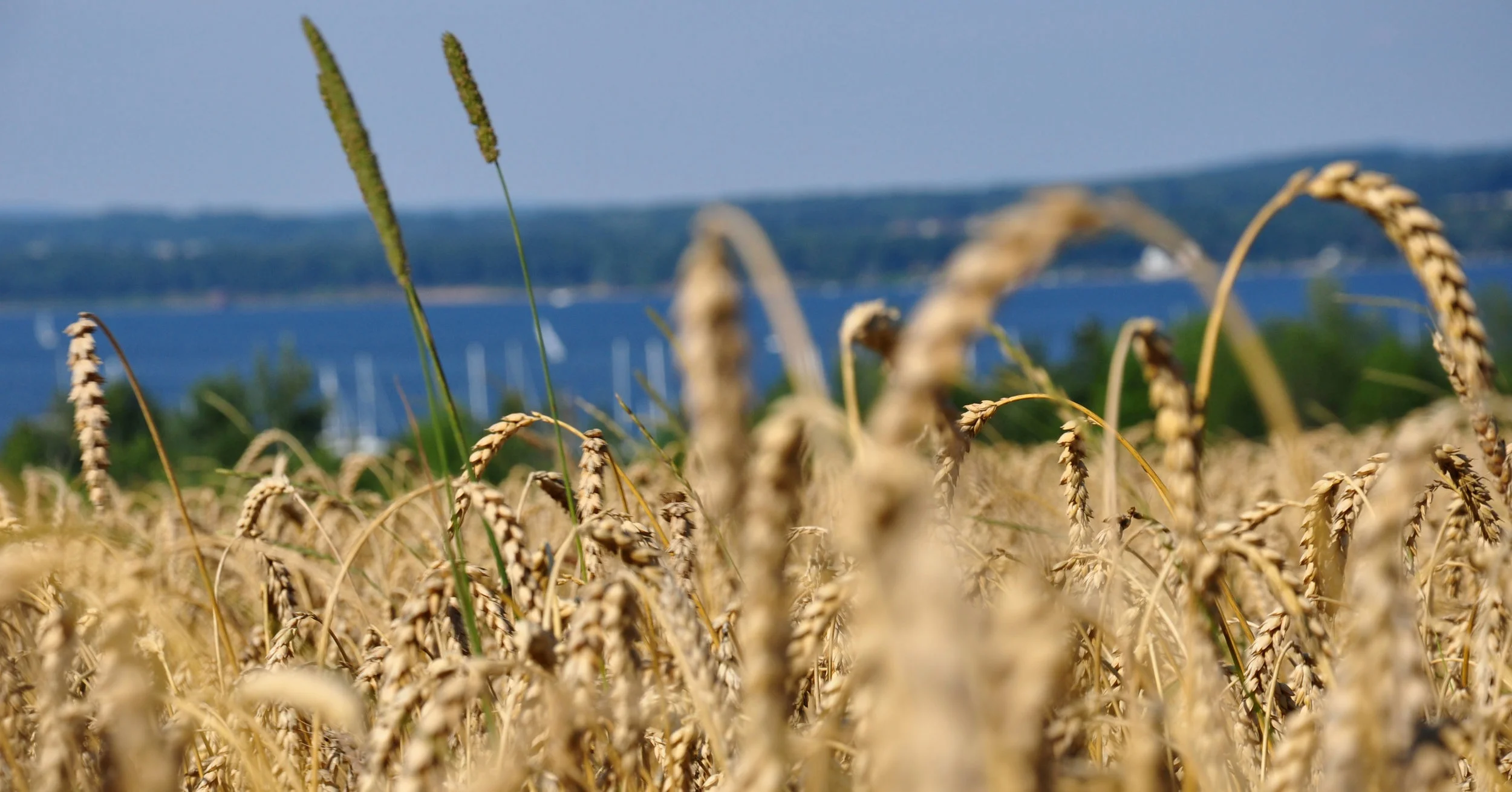 wheat+with+lake.jpg