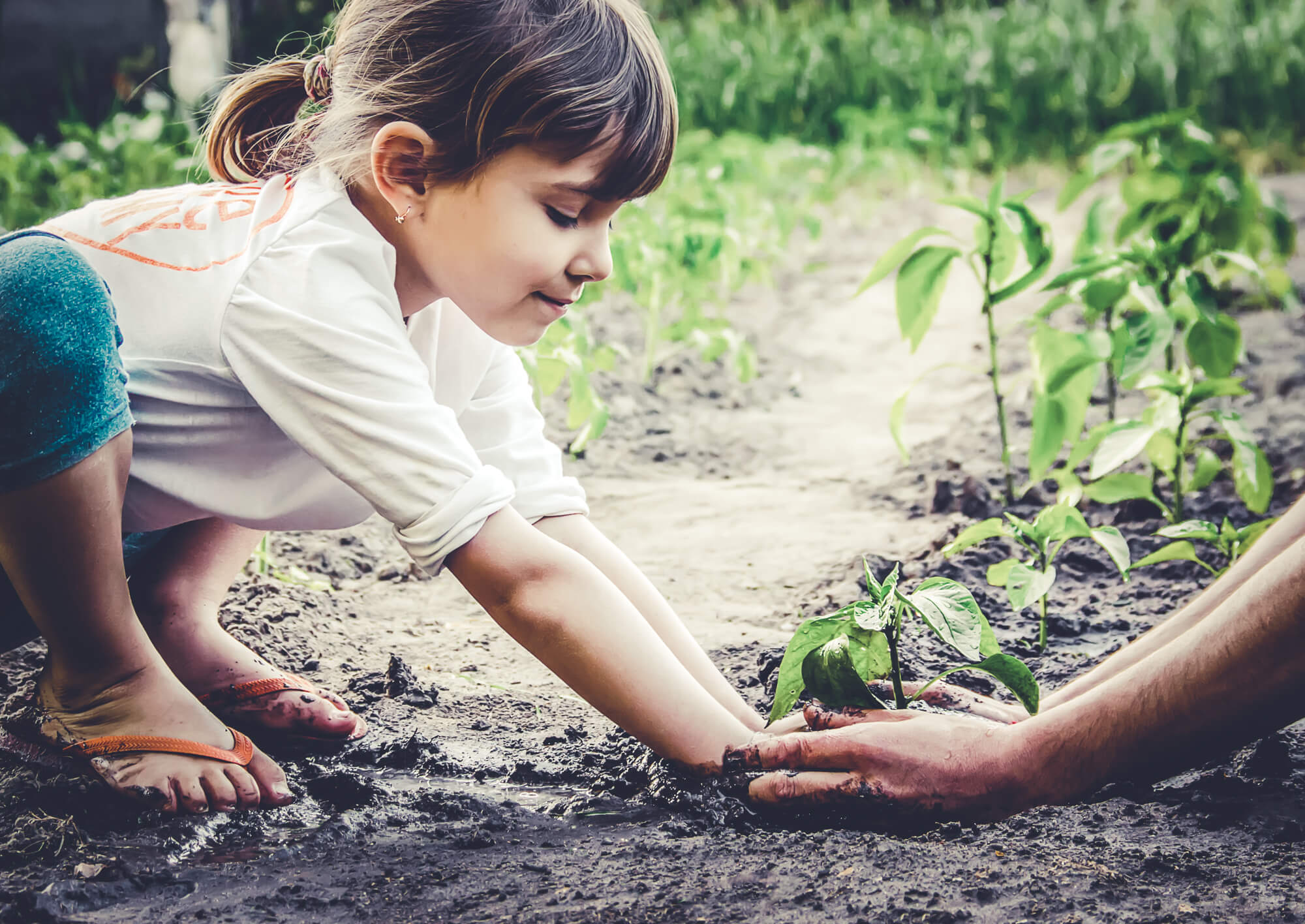 Дети вырастили цветы. Растения сада для детей. Посадка растений для детей. Дети выращивают растения. Дети сажают цветы.