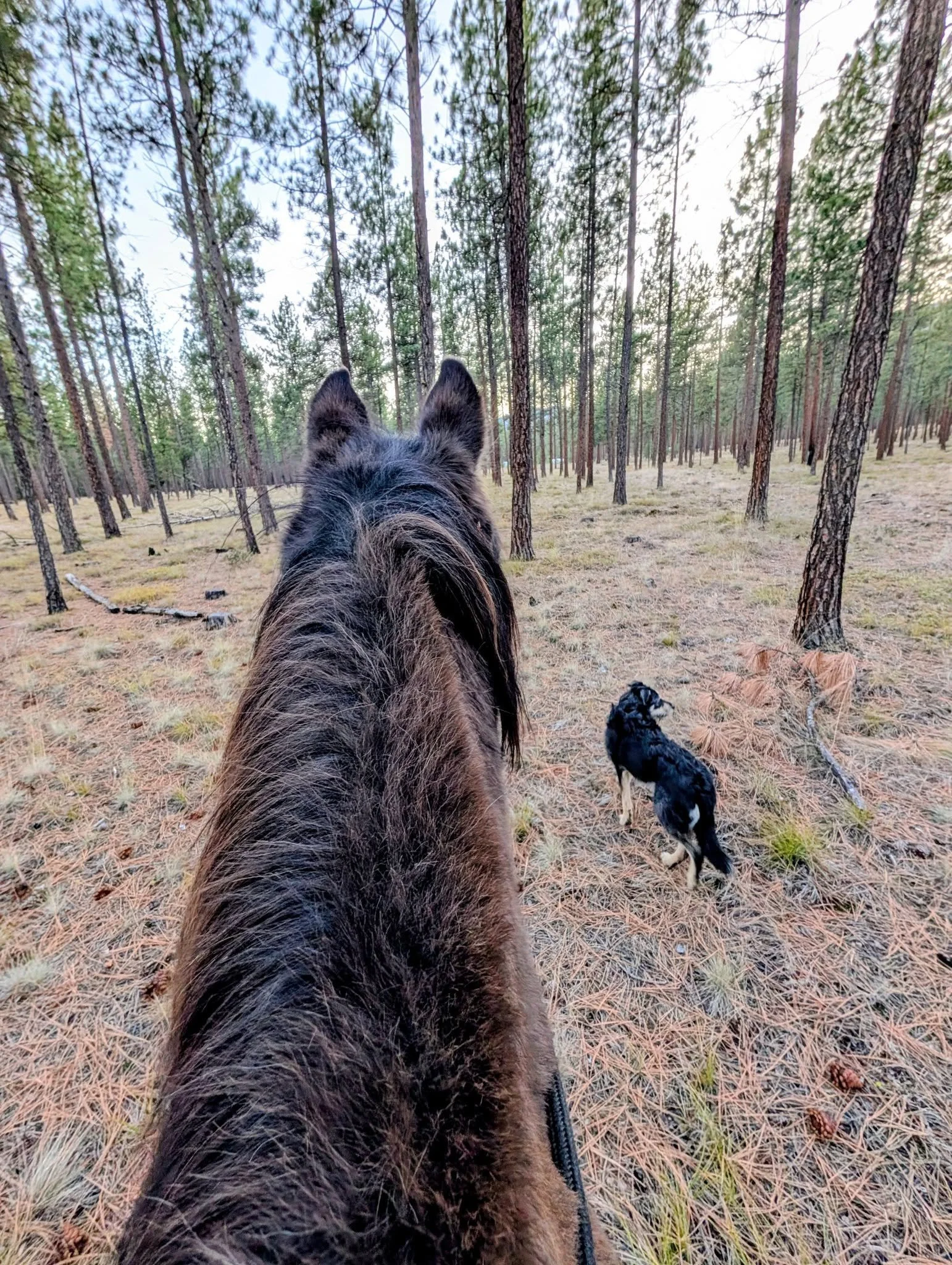 Custom hand-blown glass pet memorial tribute featuring a sacred trace of ashes, handcrafted in Montana.