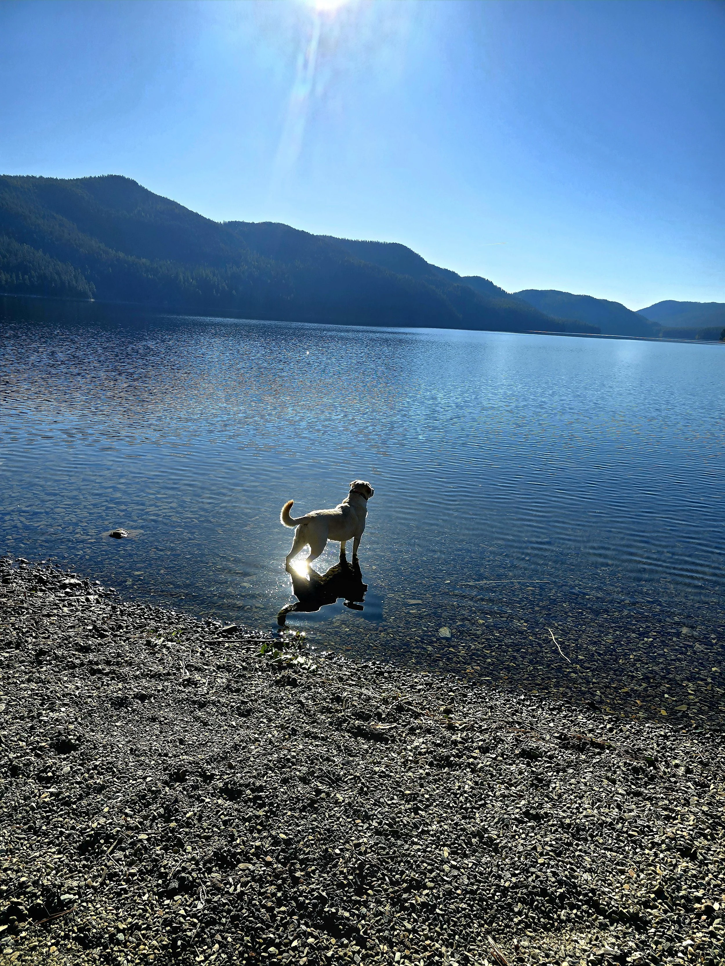 A dog standing in a peaceful Montana lake, representing a serene pet memorial tribute created by Over the Rainbow Memorials