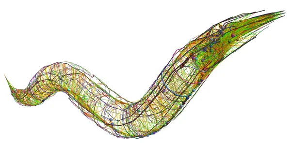 From Scientific American and adapted from the Worm Atlas. C. elegans is a 1 mm long nematode worm. It is the only organism where the connections of all the neurons to each other has been mapped out. The connectome, or map of connections, was made po…