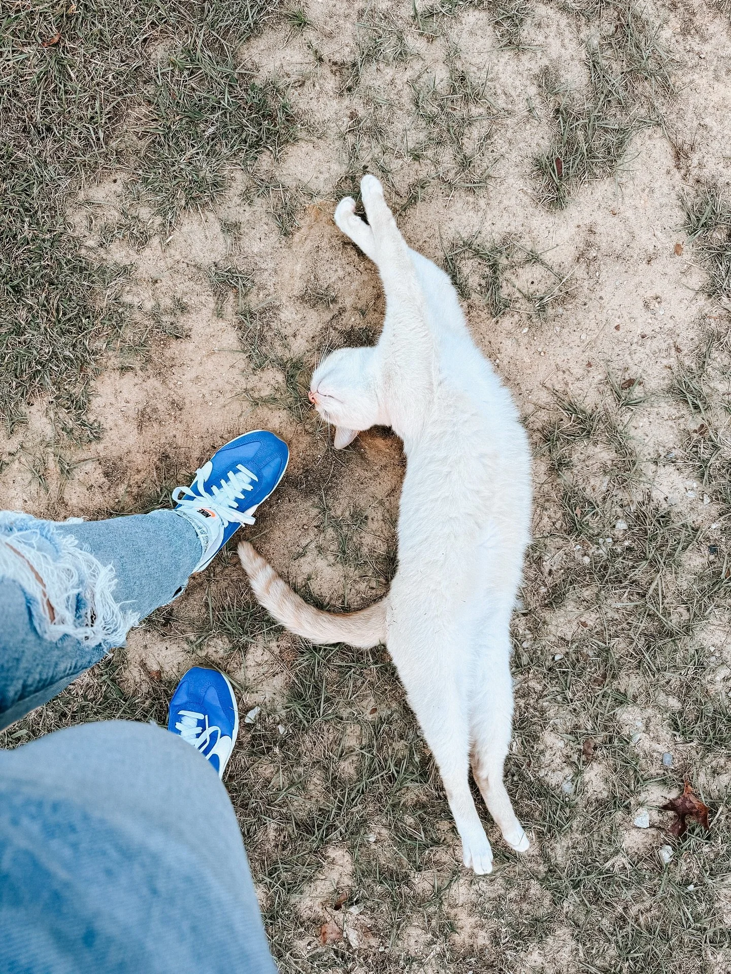 Bo said he has clocked out for the day and will not be participating in any evening walks. ✌🏻 🐈
He also never really clocked in and did anything today&hellip;so there&rsquo;s that. 

#catsofinstgram #lazycat