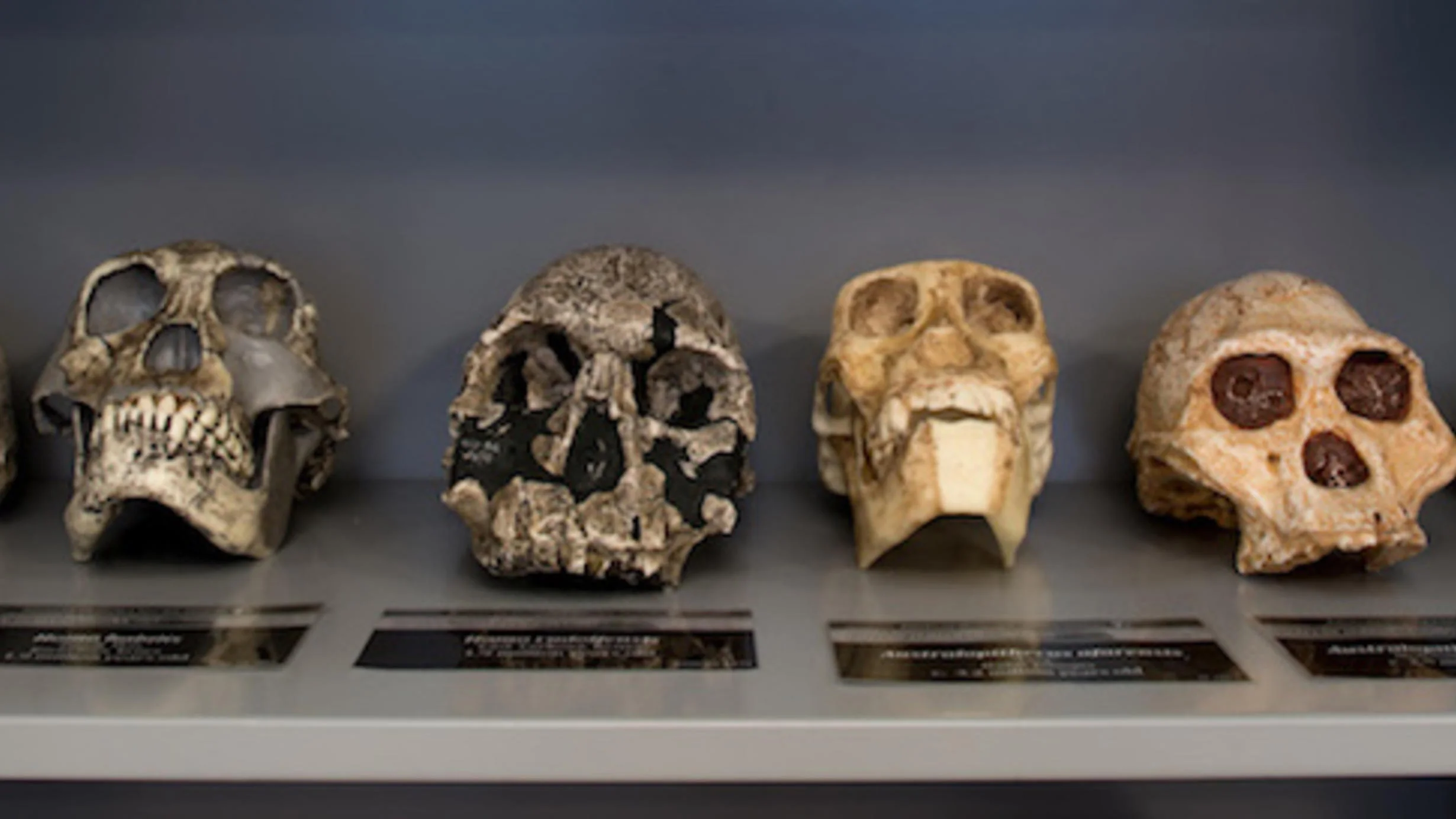 sackler-ed-lab-skulls_wideexact_2460.jpg
