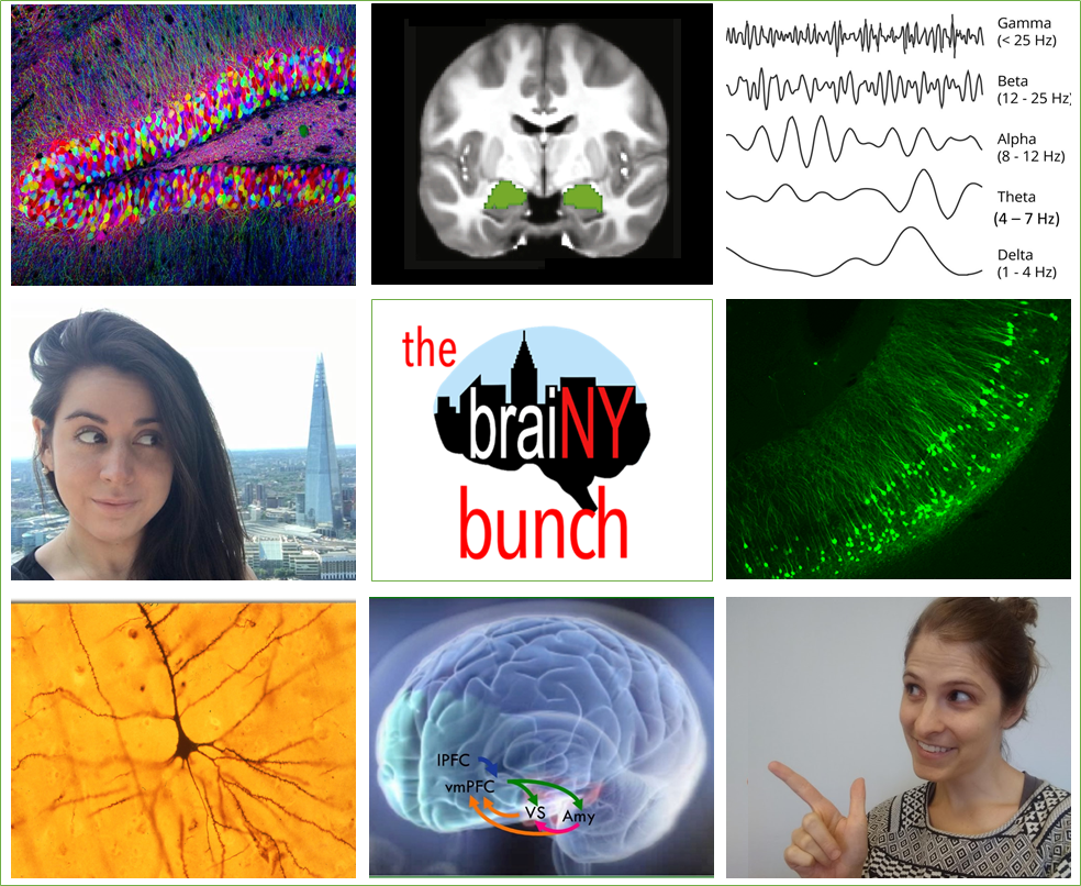 The BraiNY Bunch