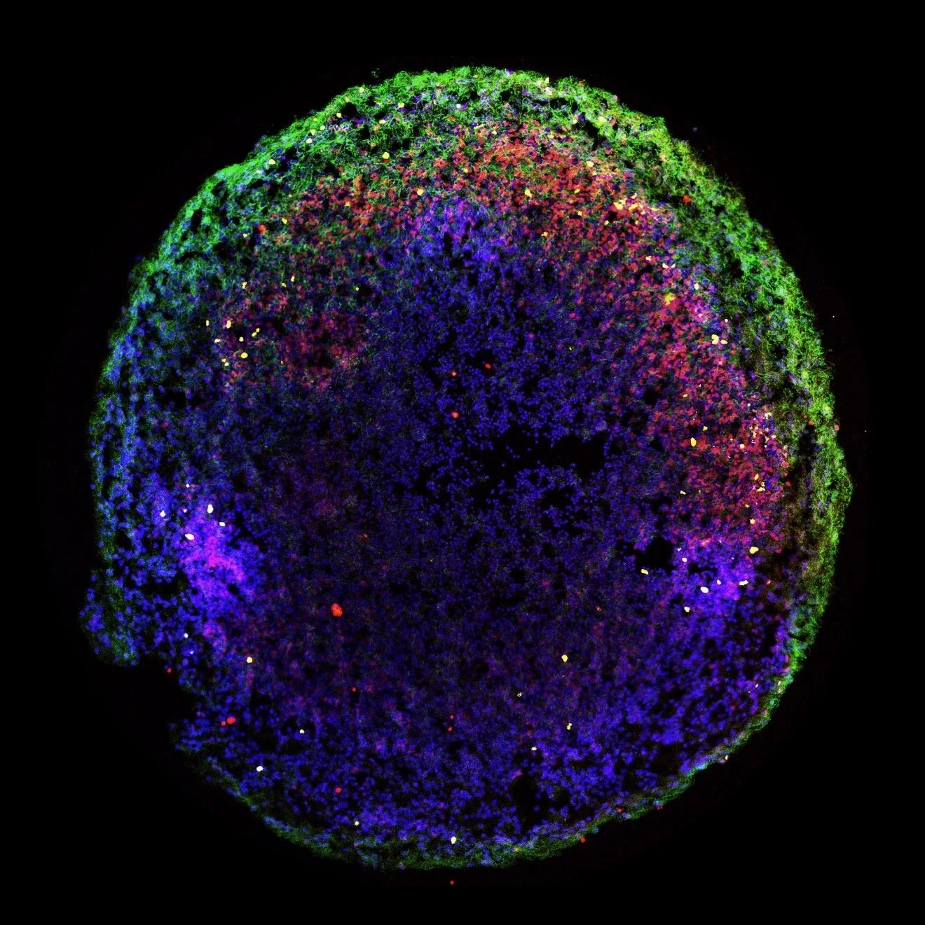 Building Models of the Developing Brain