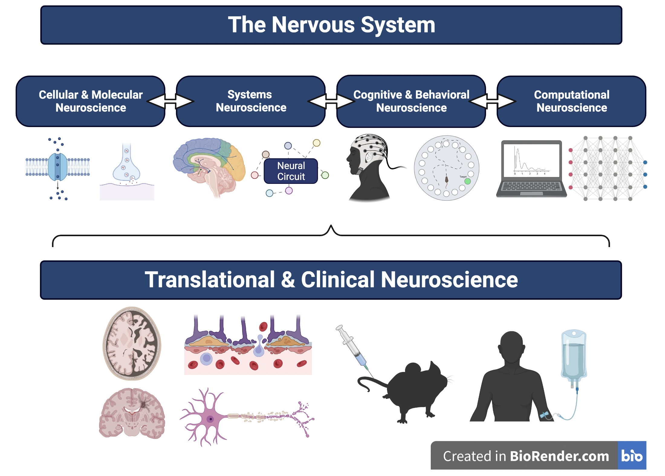 Unlock the mysteries of the brain: explore the wonders of 