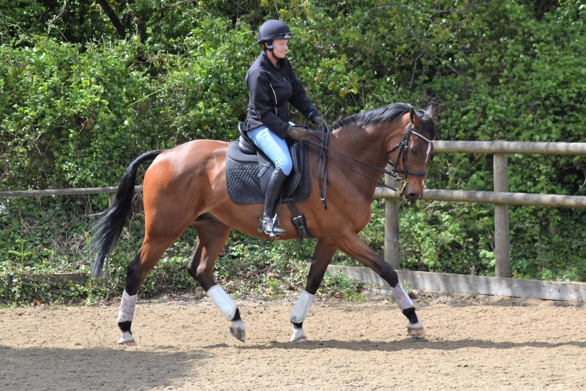 Square Halt Dressage Competition 