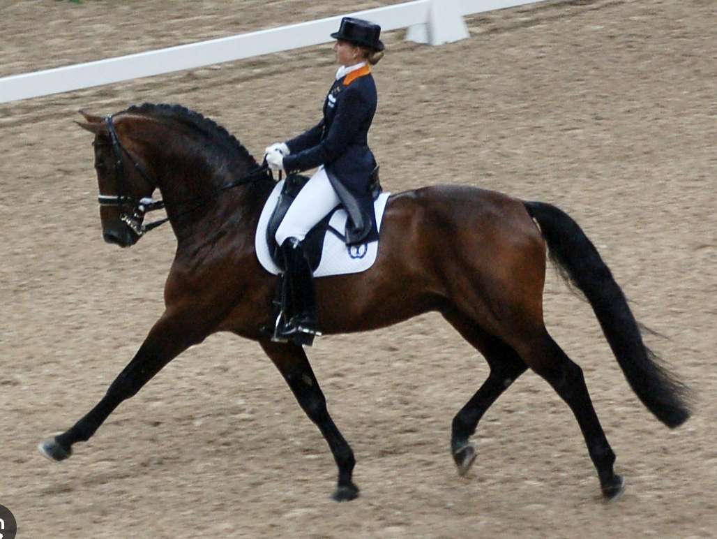 Grass roots dressage qualifier 