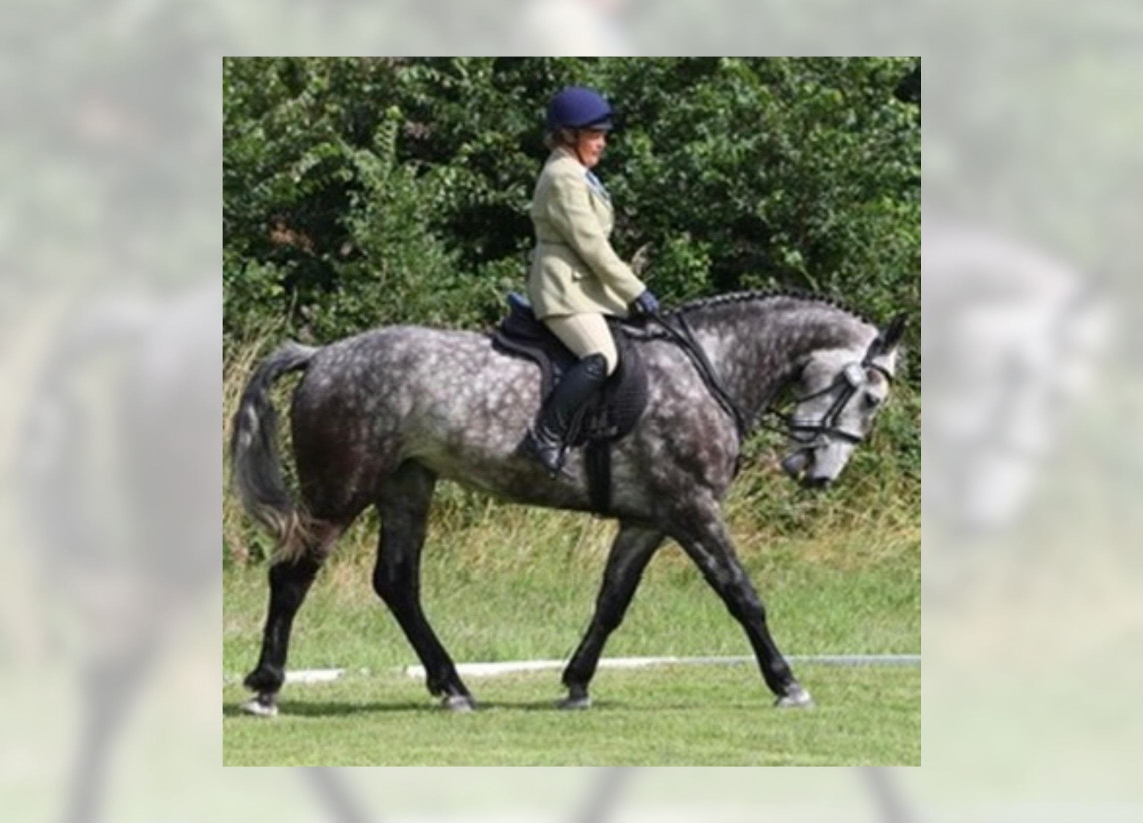 Square Halt Dressage Competition 
