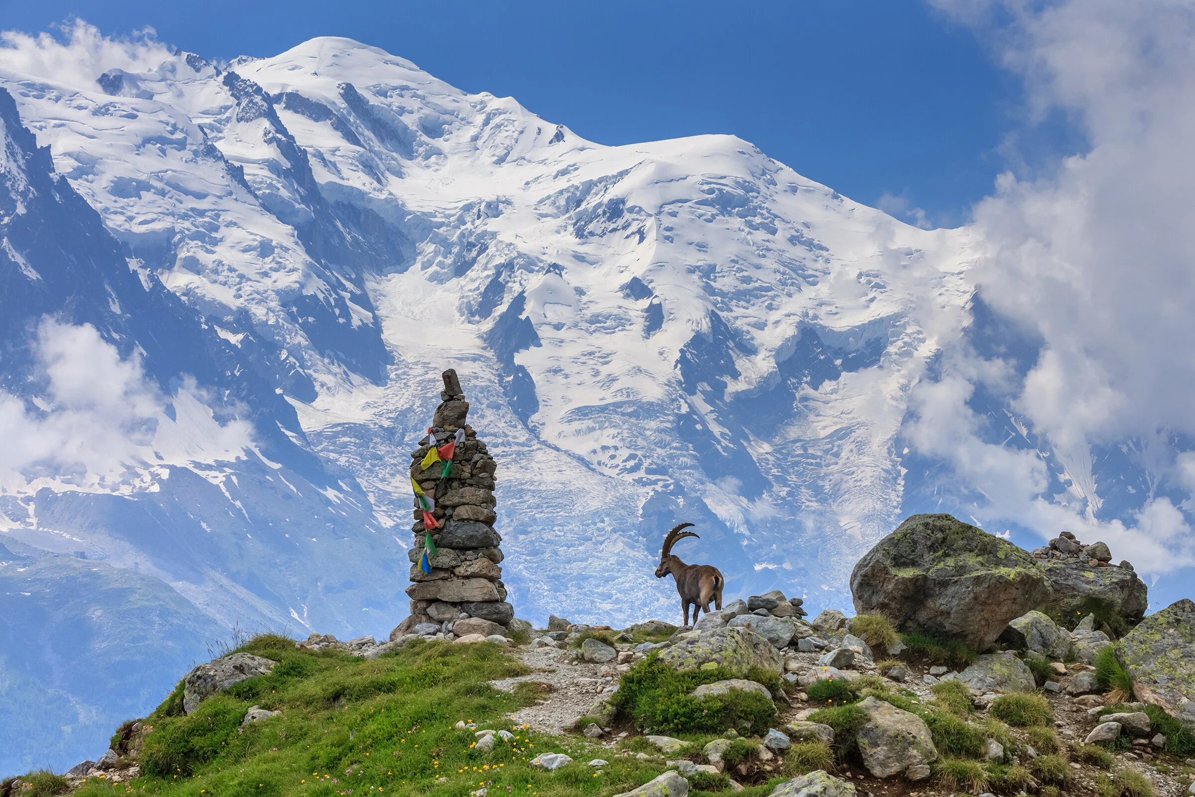 A bouquetin (ibex/Steinbock) stands on the hiking trail in front of Mont Blanc in the French Alps.