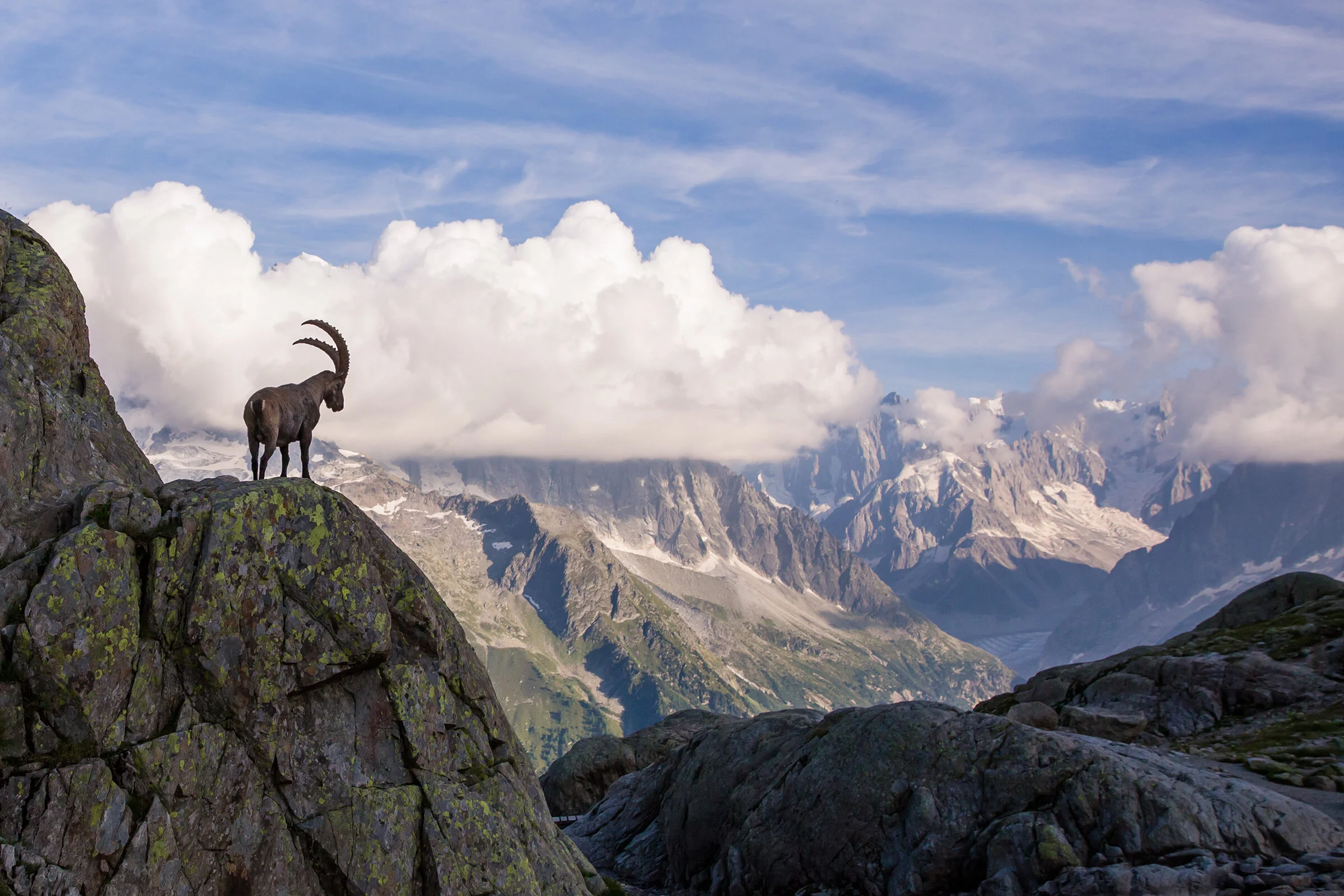 A wild bouquetin (ibex/Steinbock) in front of the Mont Blanc range.