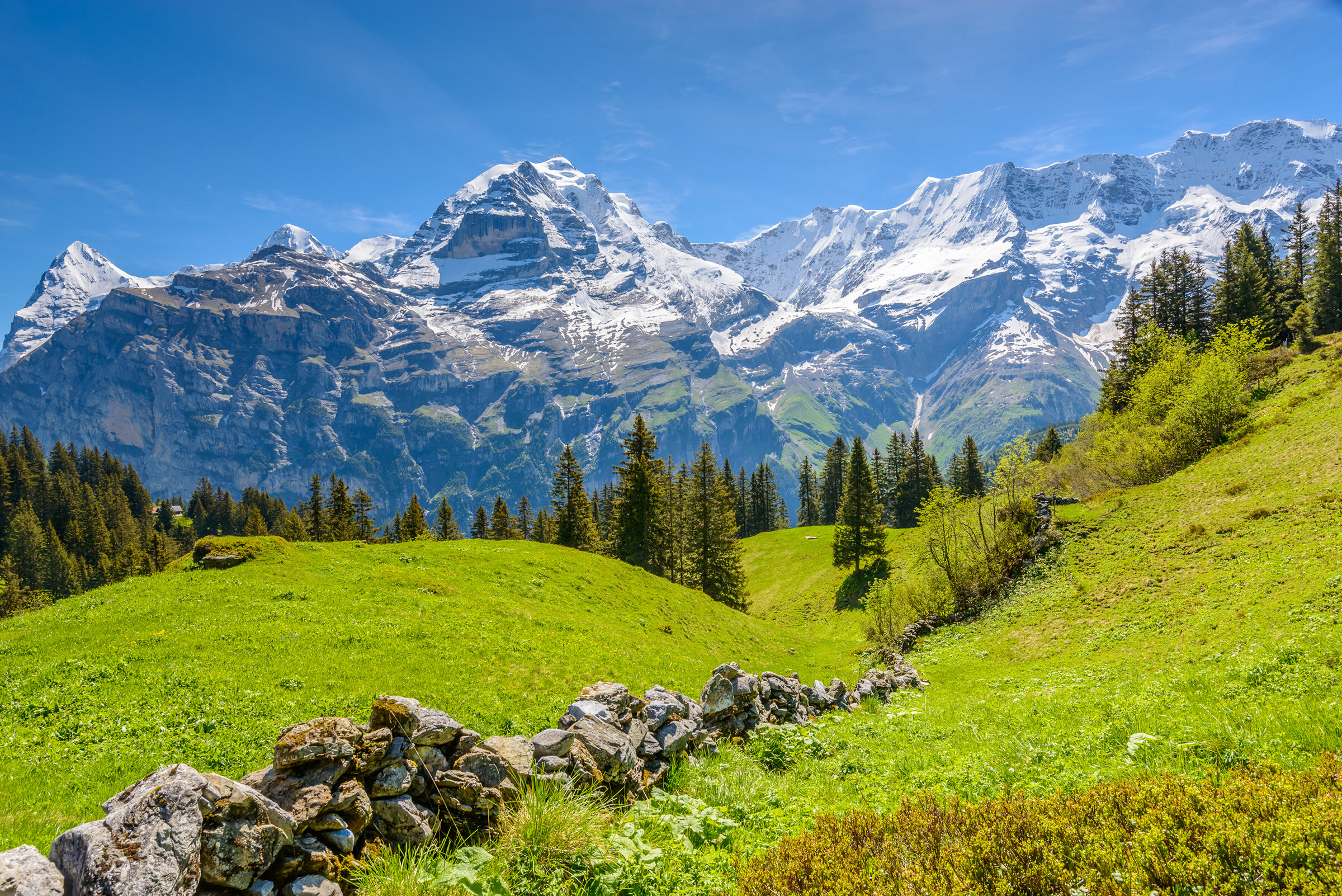  The peaks of the Jungfrau region viewed from a summer alp above the village of Mürren. 