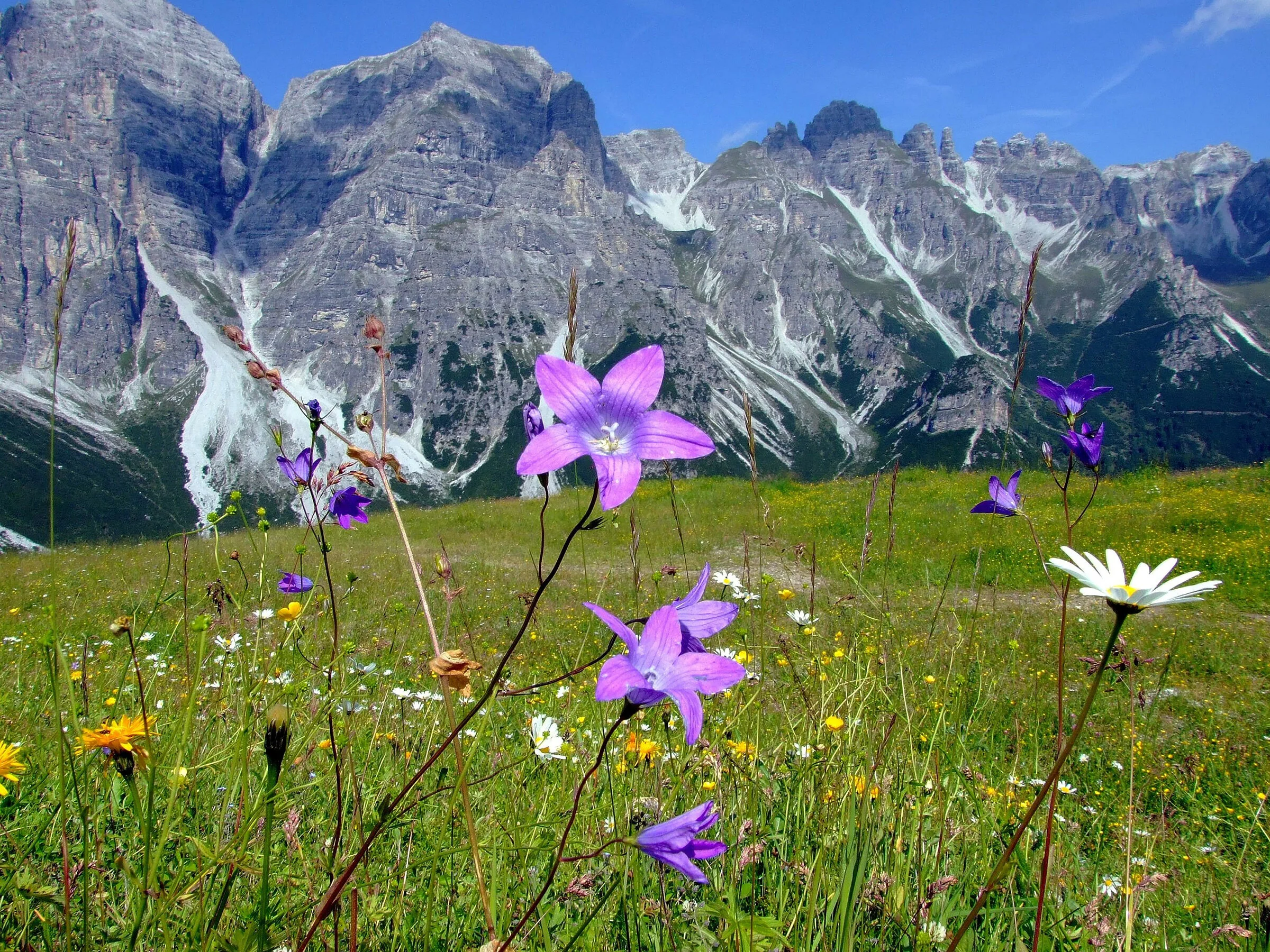  A flower-filled  Alm  (meadow) in the Schlick 2000 region of the Stubai Valley. 
