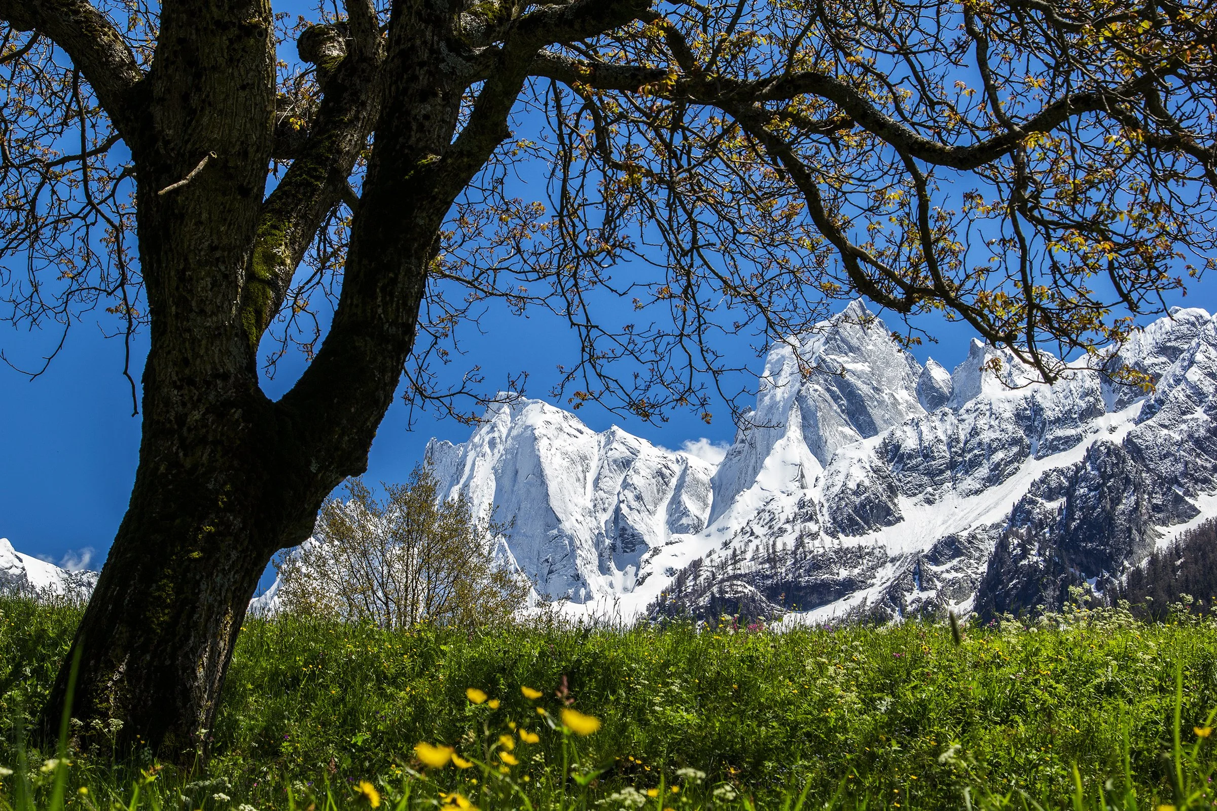 The snow-capped Sciora Range in the Italian-speaking Val Bregaglia.
