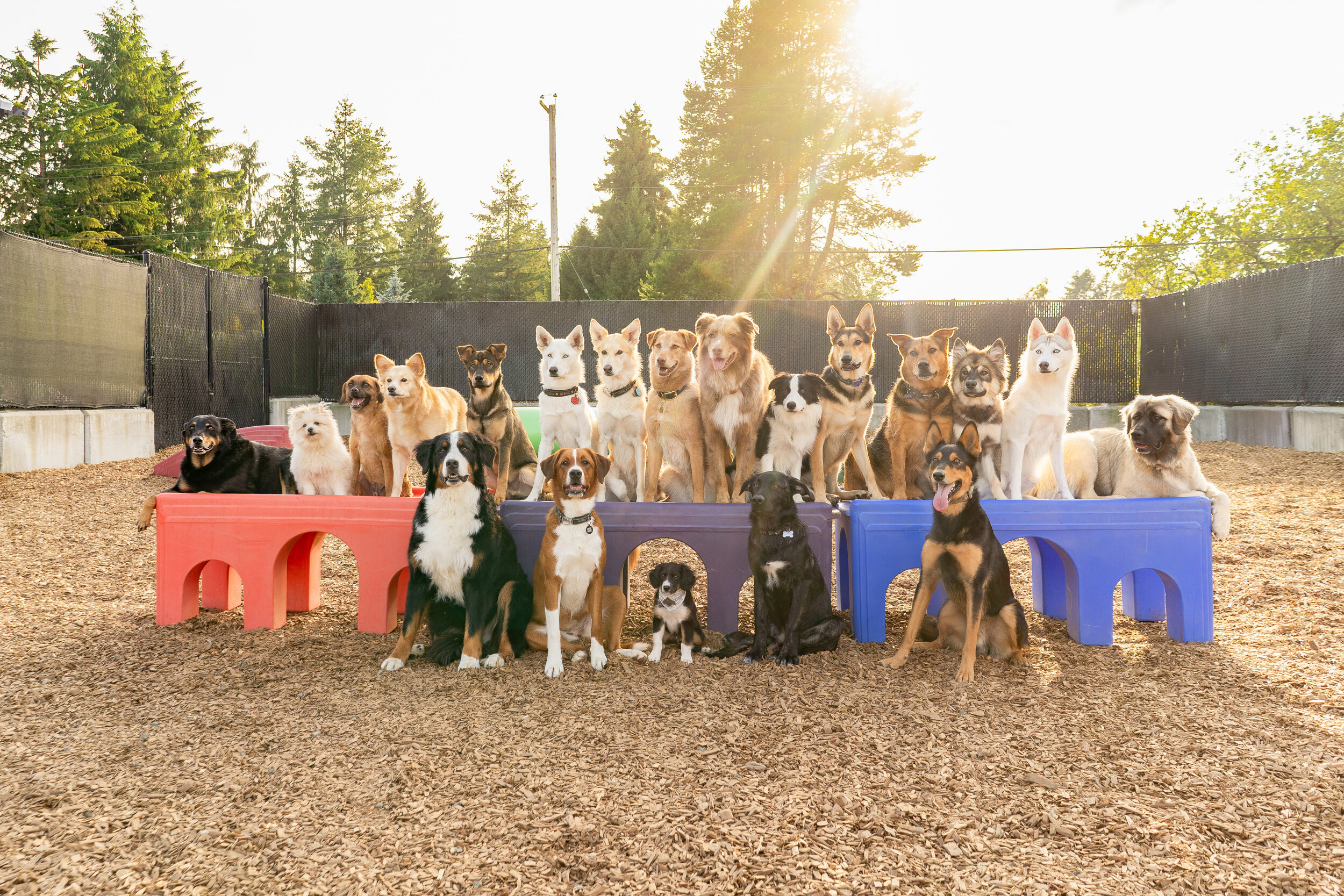 all about dogs daycare