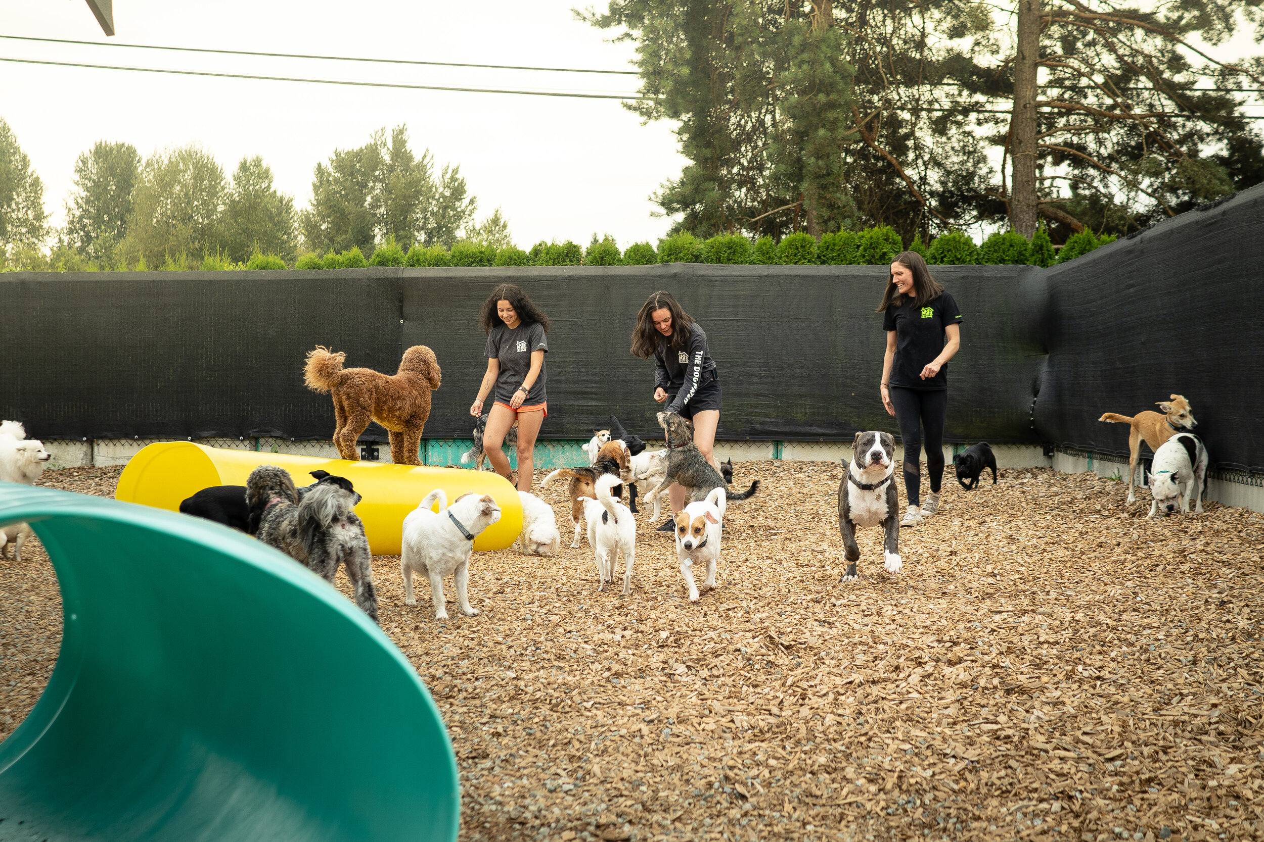 pet daycare đà nẵng