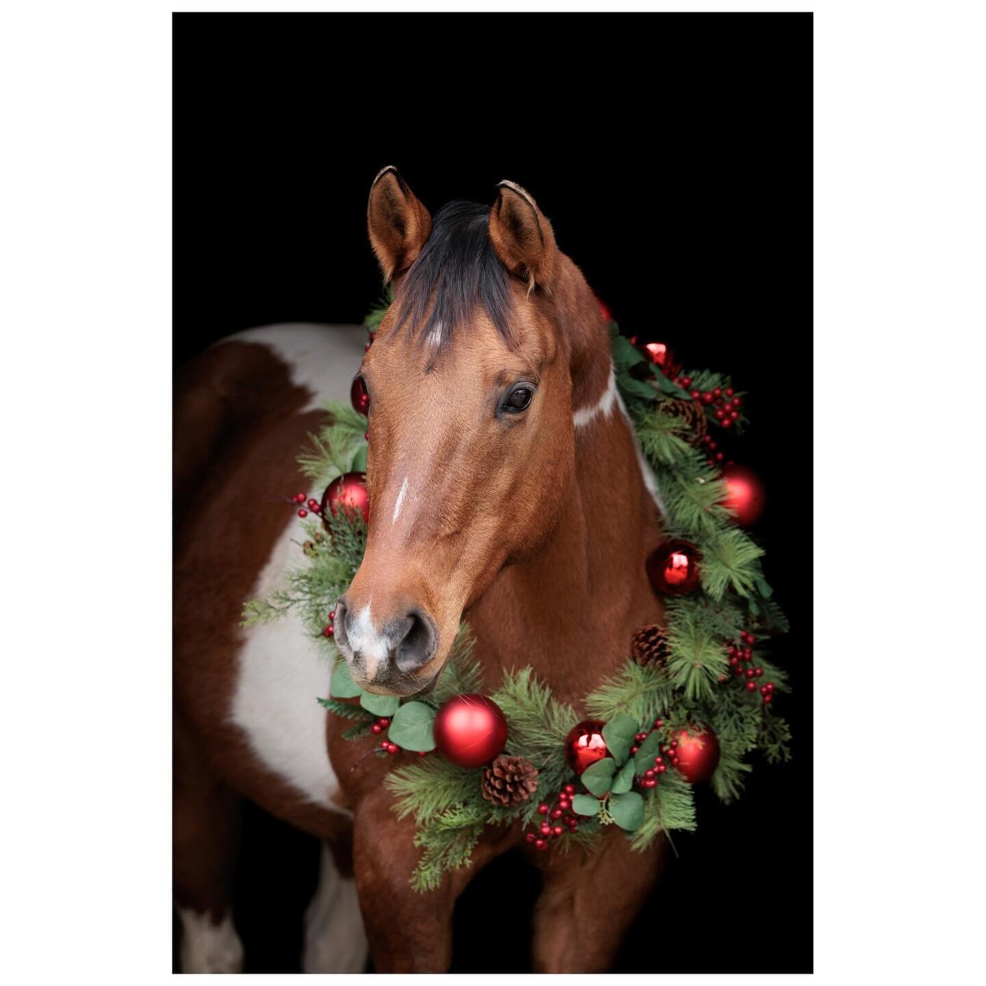 The ponies are looking festive!🎄

#merrychristmas #apha #aqhaproud #aqha #nhequinephotographer