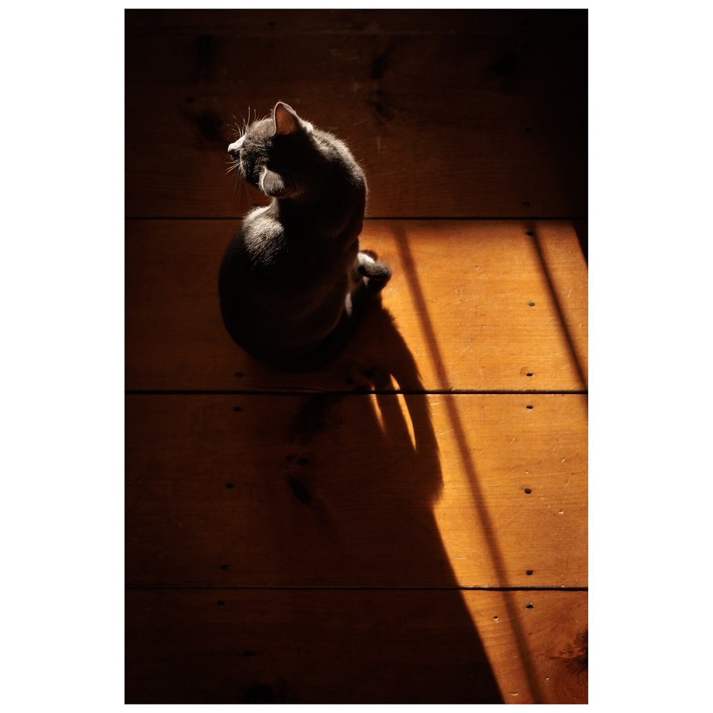 Finding the best sun spots for #caturday

#tea_journals #crazycatlady #nhphotographer #mycanonstory #the_sterling_cat