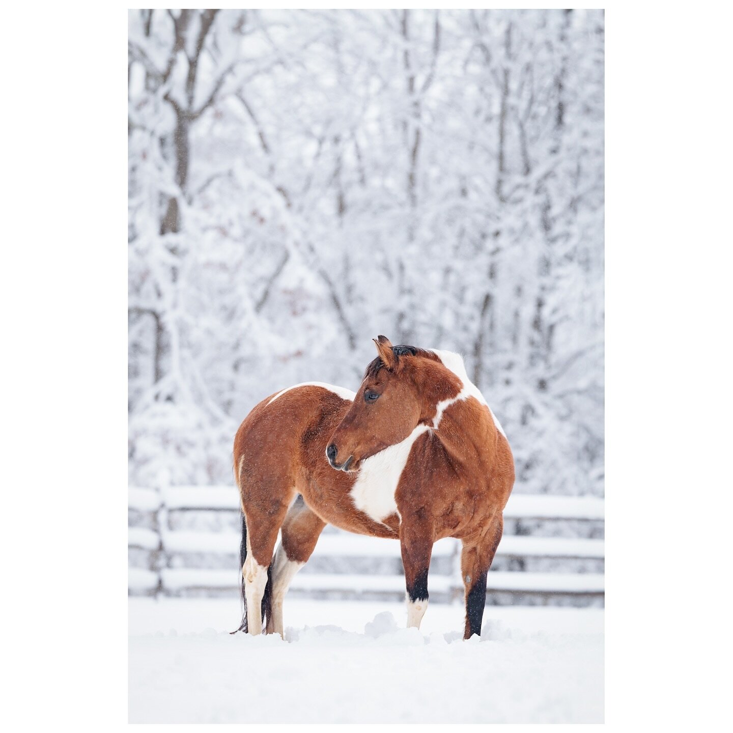 Someone turns 22 today! I find it hard to believe it&rsquo;s been 15 years since this girl came into my life. Happy birthday to the best pony I could ever ask for. 🥳❤️

#exclusivehorses #galleryoflightfeature #bestofequines #horsephotog #horsenation