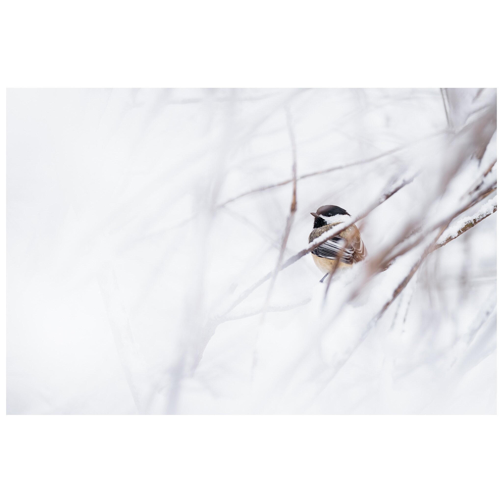 I think it&rsquo;s time for some sunshine ☀️ 

#snow #newhampshire #chickadee #nhphotographer