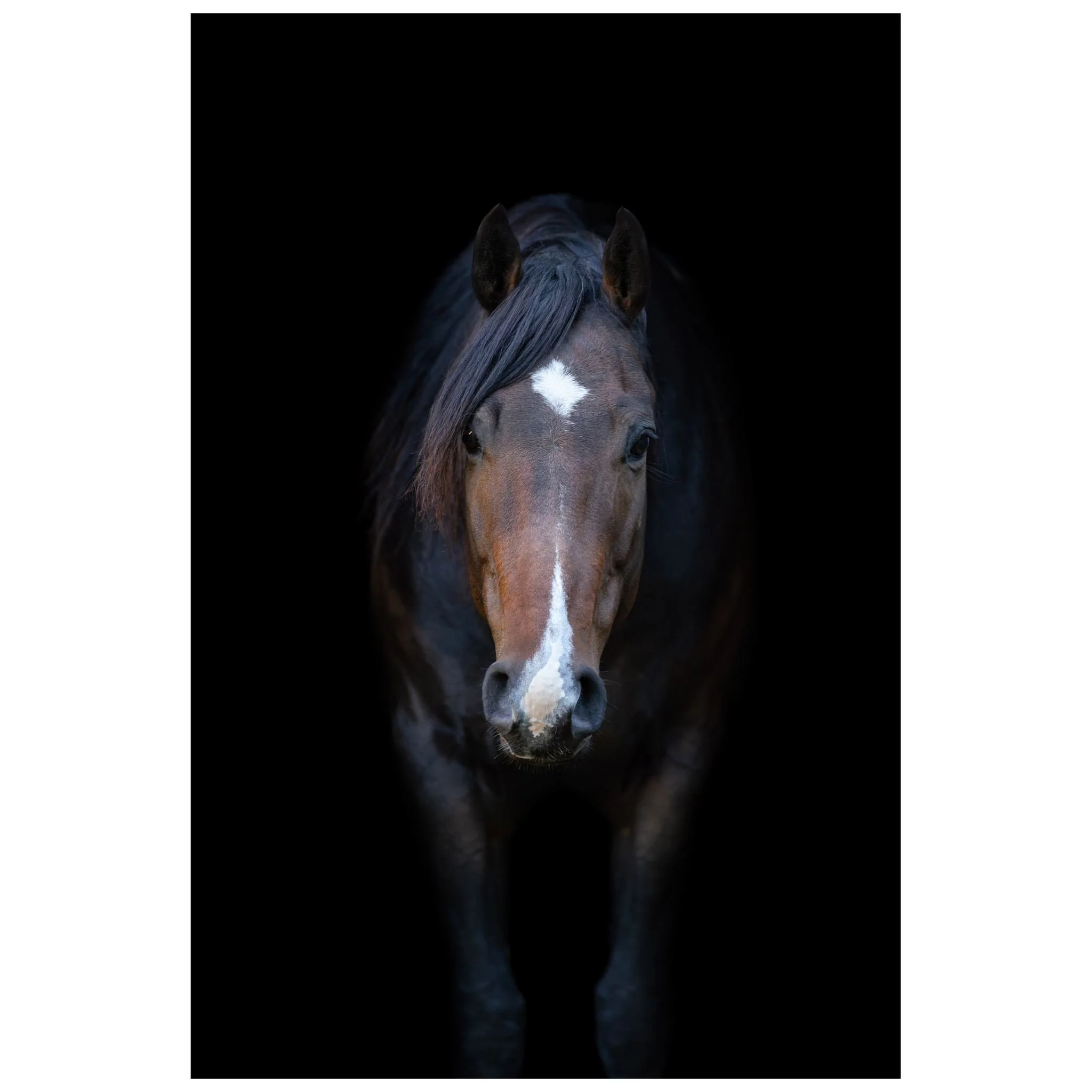 I think it's about time I introduced this sweet face. Meet Emy, my new riding partner. I think you'll be seeing a lot of her in the future!

#aqhaproud #quarterhorse