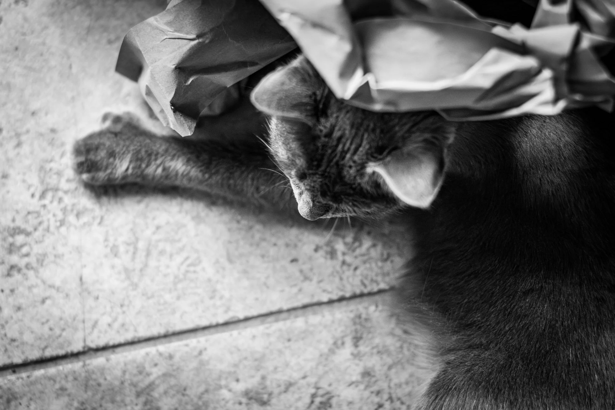 Cat vibes on this cold Friday.

002/365
#jfisher365