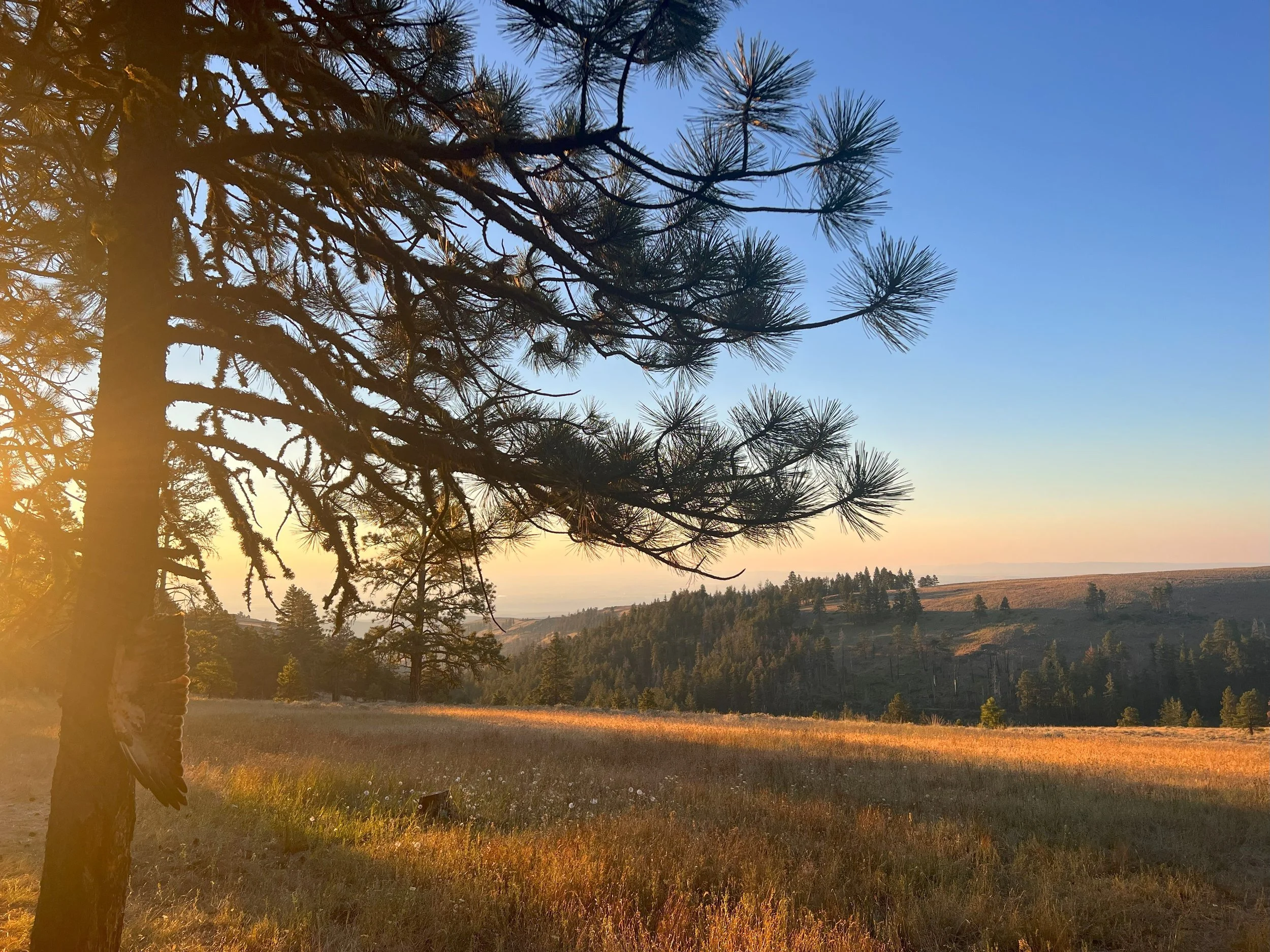 Summer Rite of Return at Colockum Ridge (COED Ceremony)