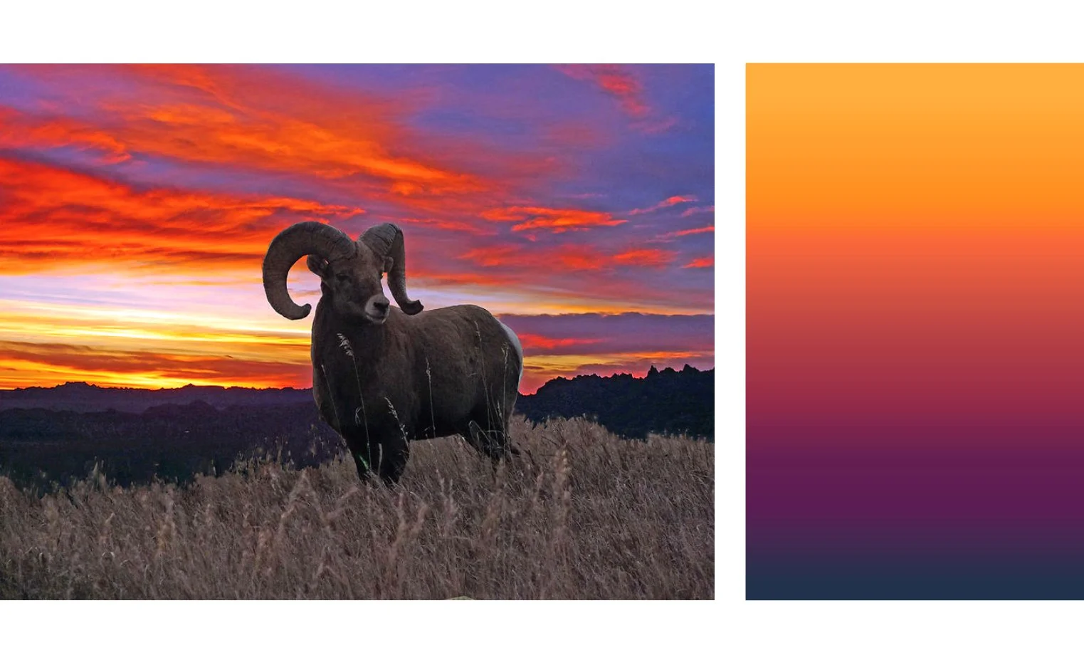 RAM+PALETTE_WEB.jpg