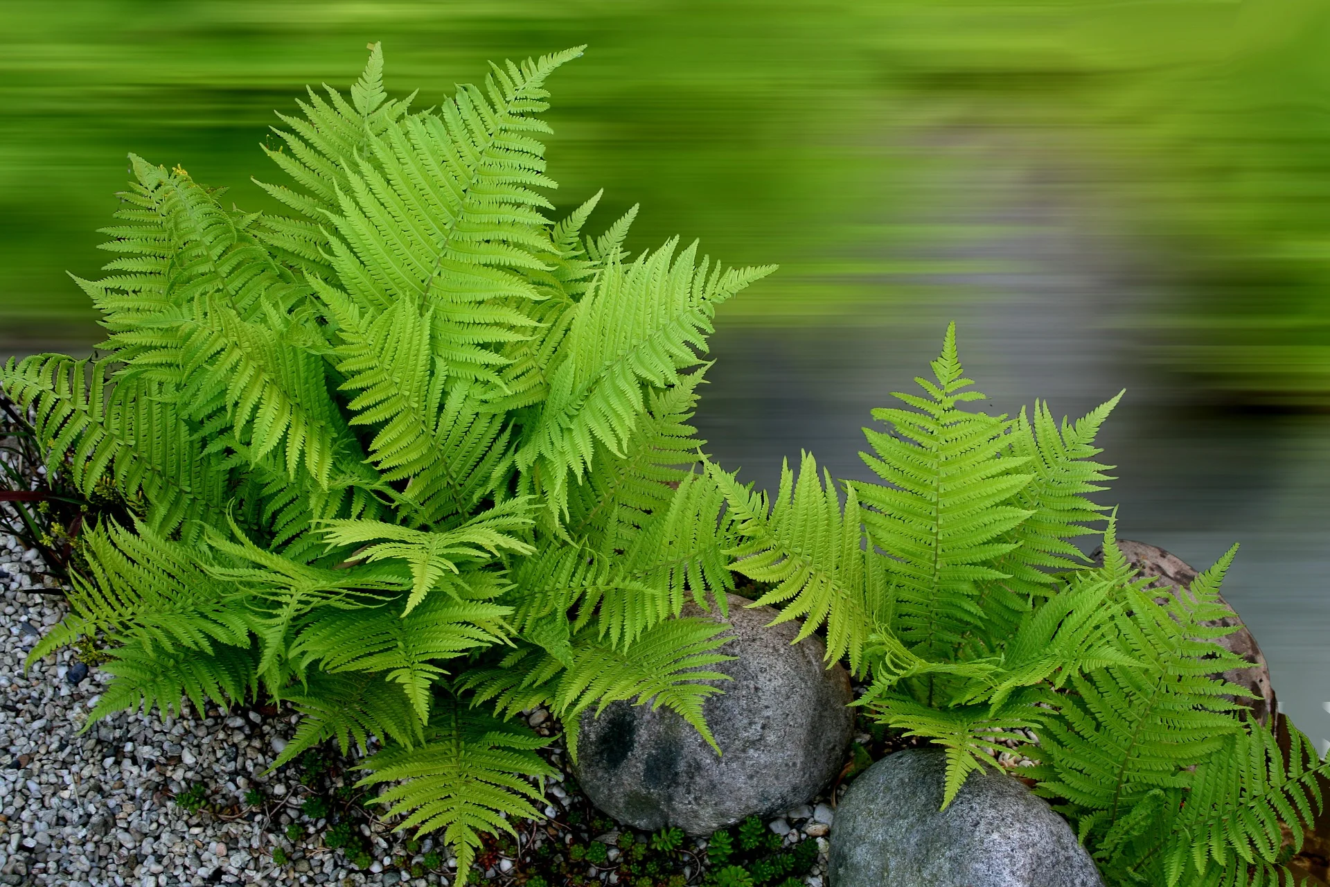 plant-2388823_1920.jpg