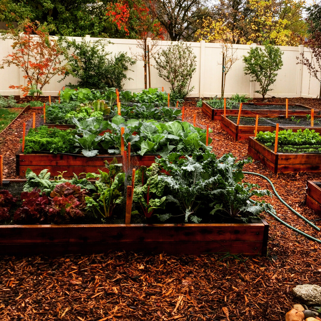 Raised Garden Beds.jpg