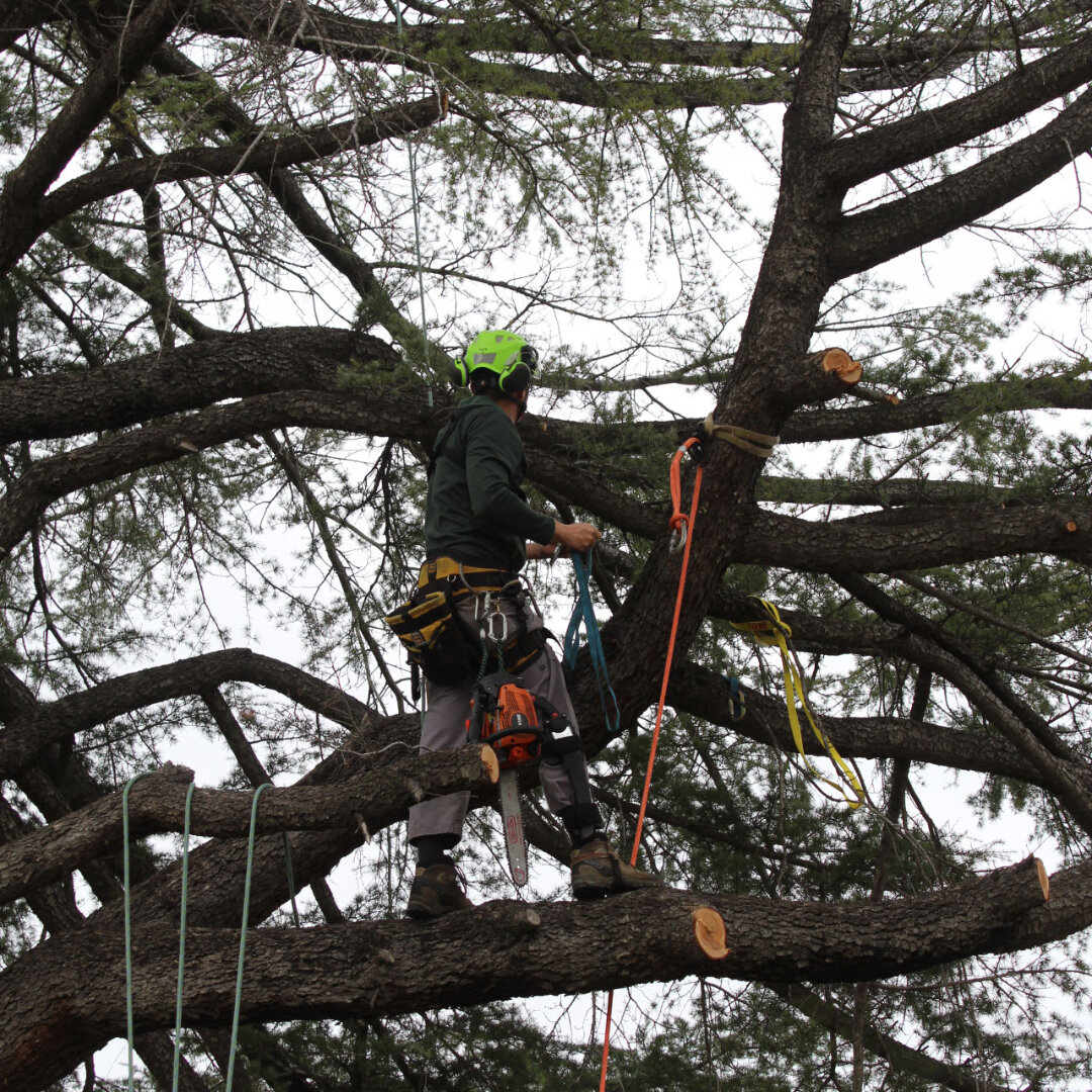 Cedar Removal.jpg