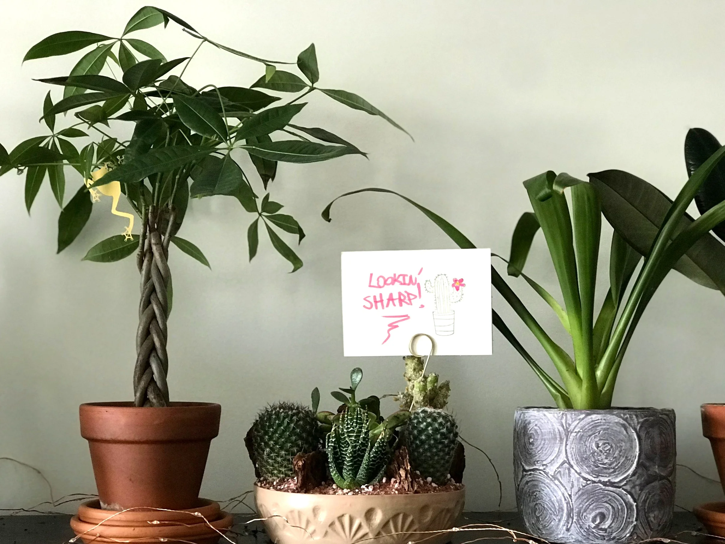 I love my cute monkey charm in my money plant, and I love to show my cacti gang some love!