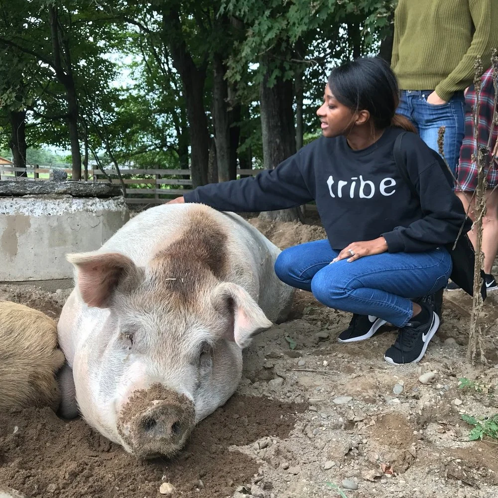 My first visit to an animal sanctuary in upstate New York called Woodstock Animal Sanctuary .
