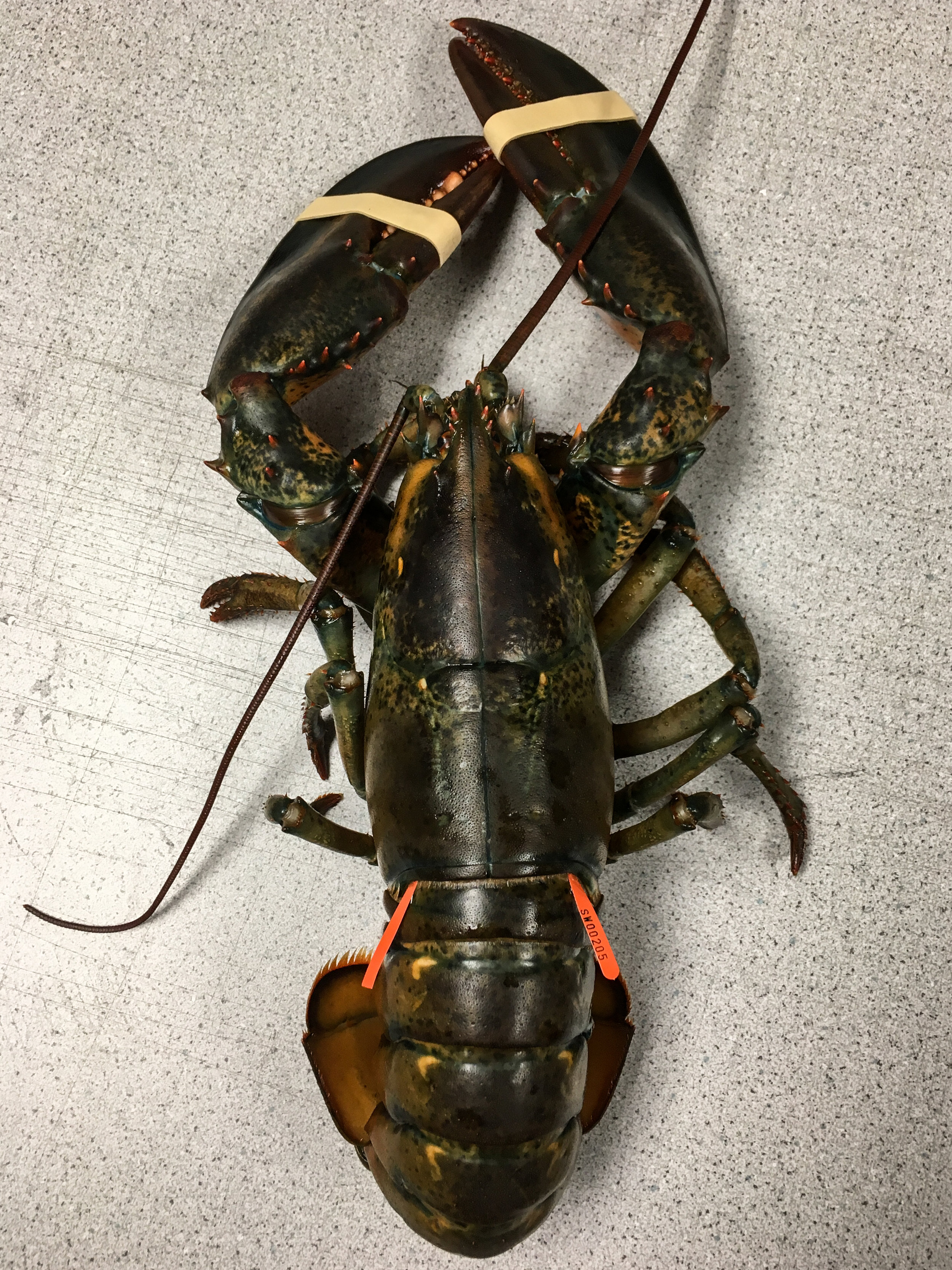 SWLSS Lobster Tagging Project — Southwest Lobster Science Society