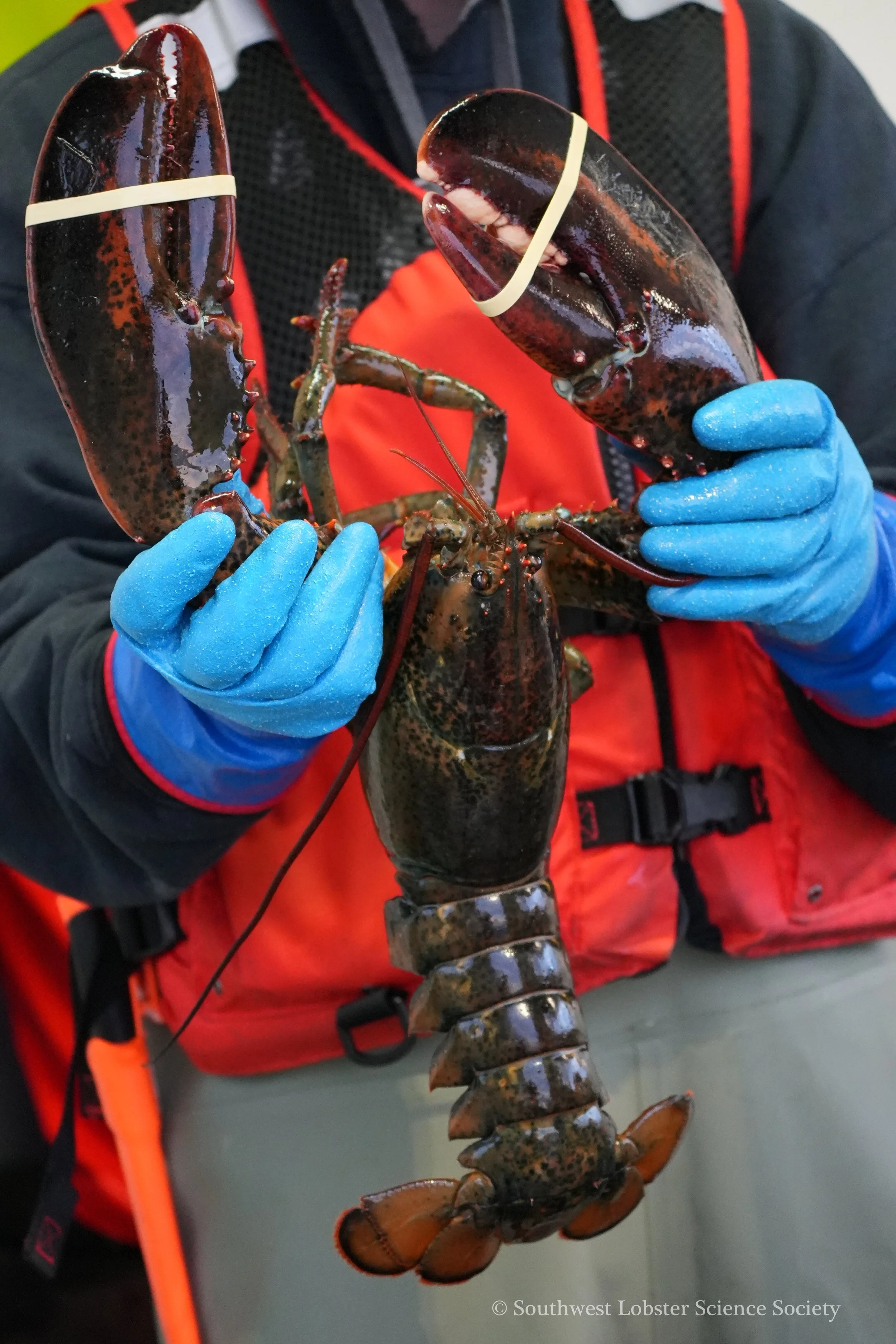 Large_Lobster_1.jpg