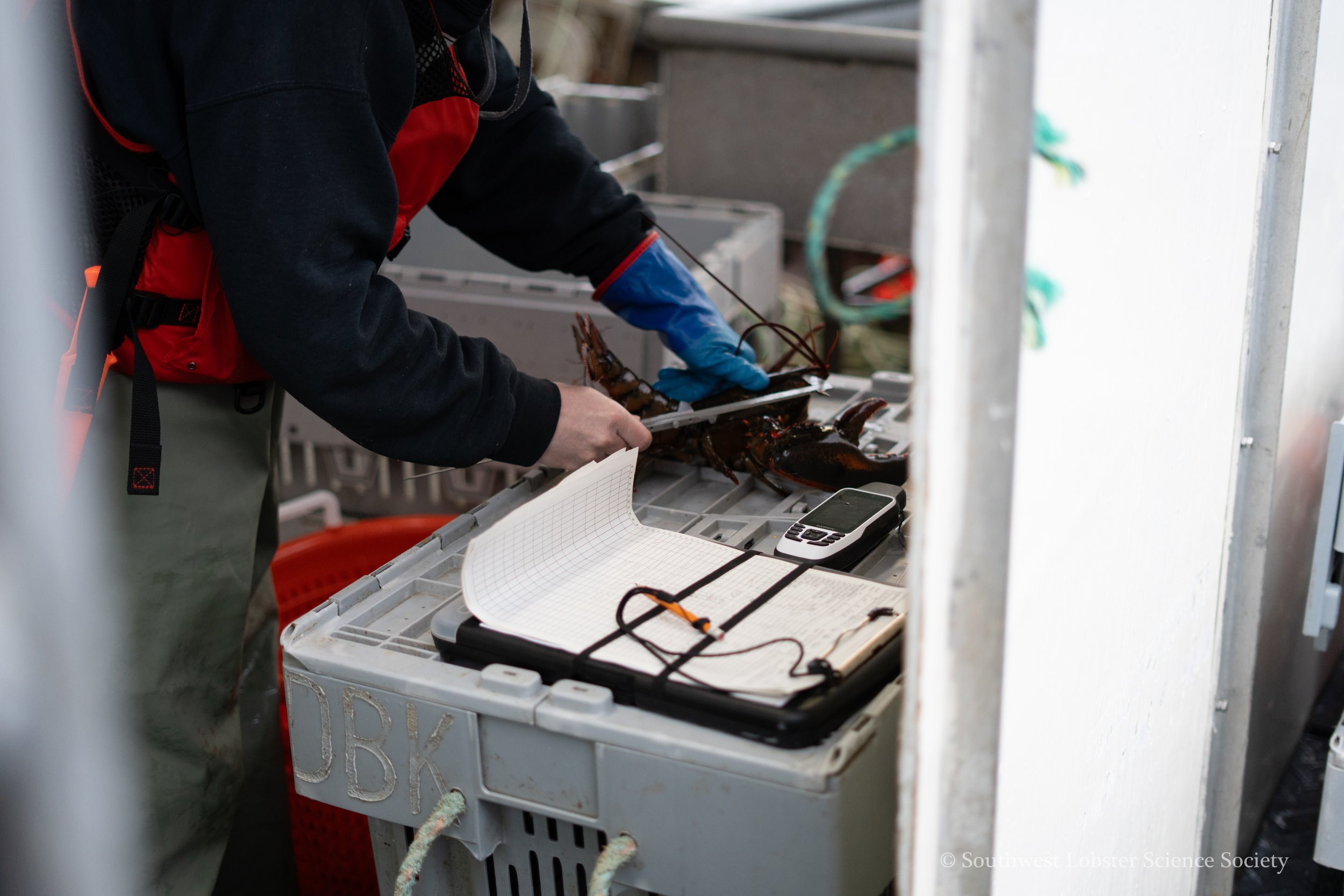Measuring_Lobster_1.jpg