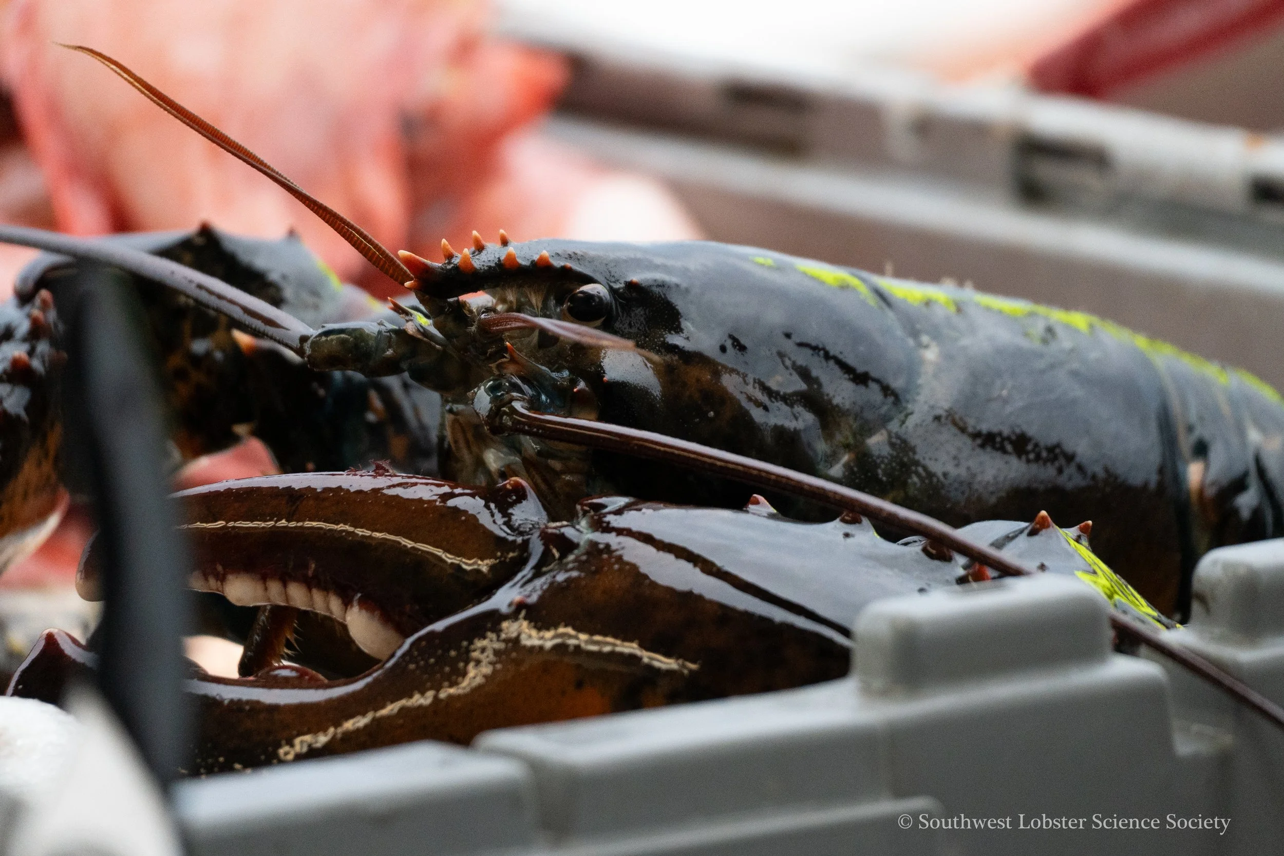 Closeup_Lobster_1.jpg