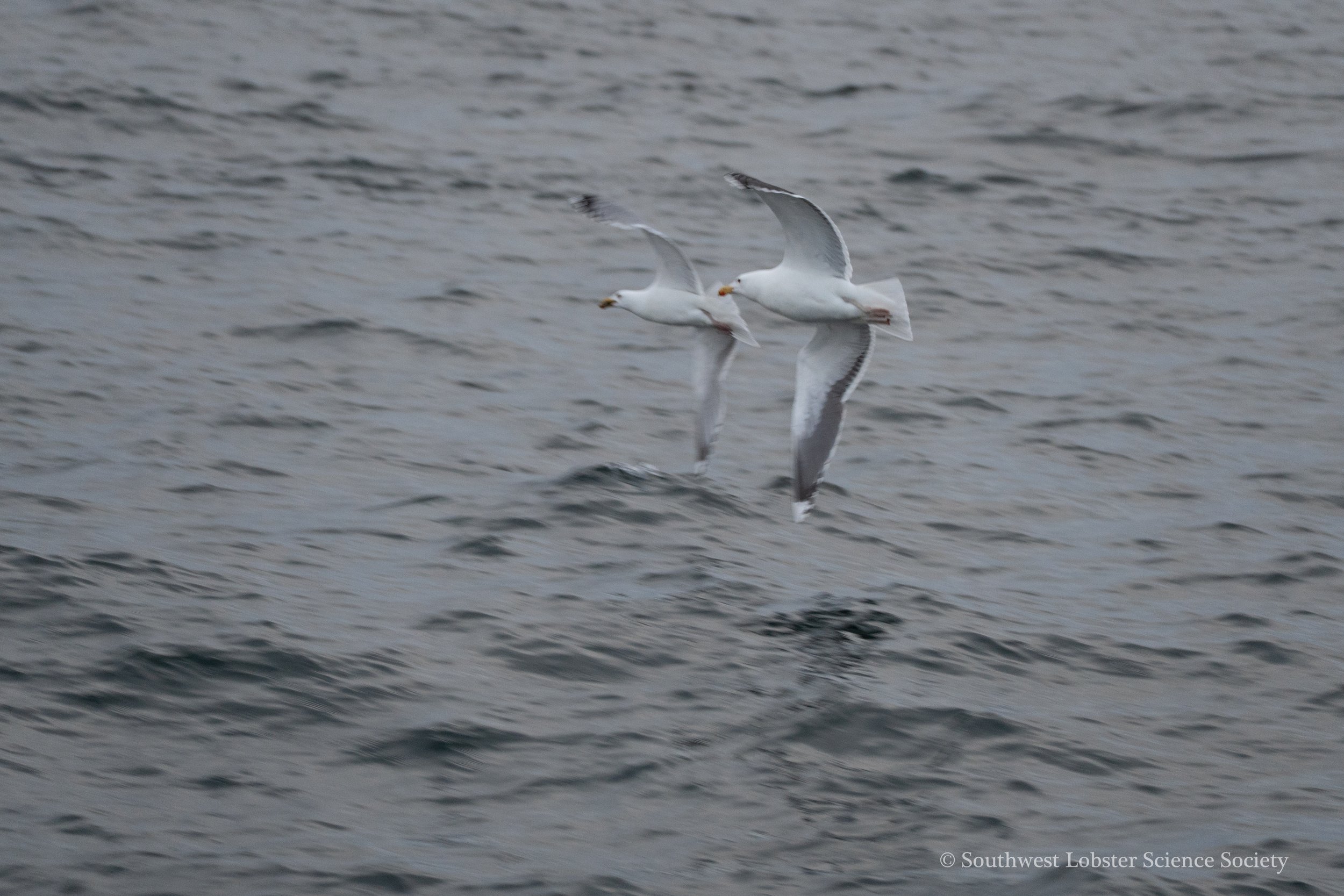Seagull_3.jpg