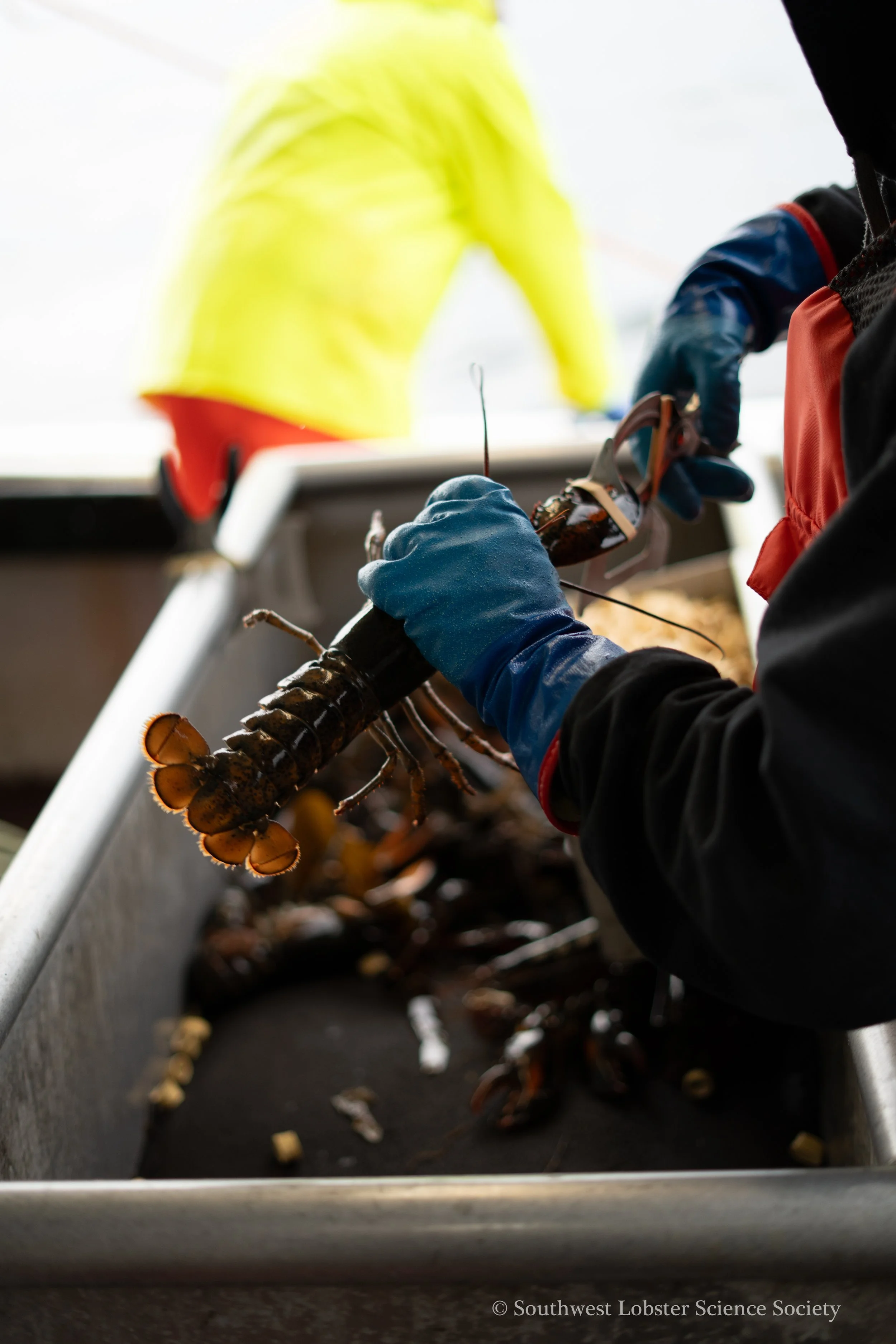 Banding_Lobster_4.jpg
