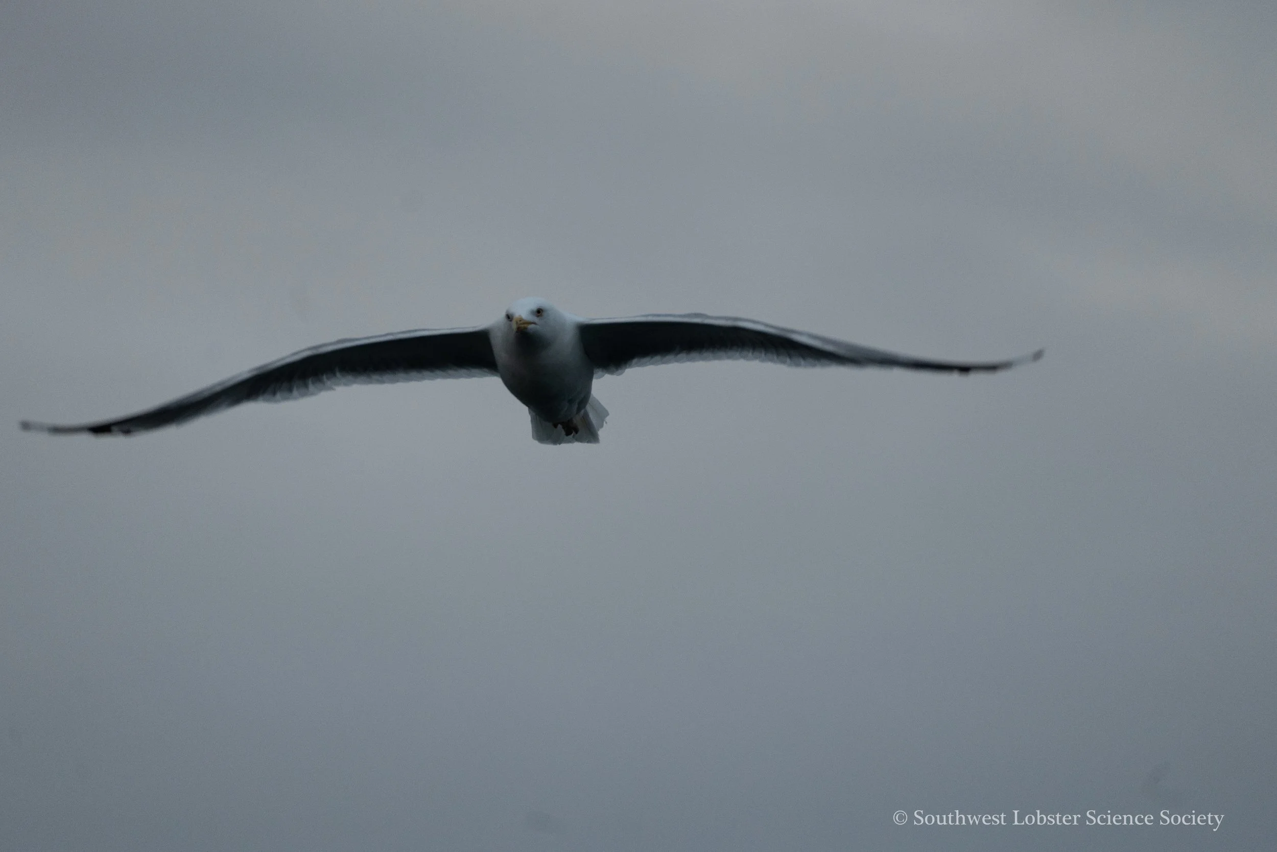 Seagull_1.jpg