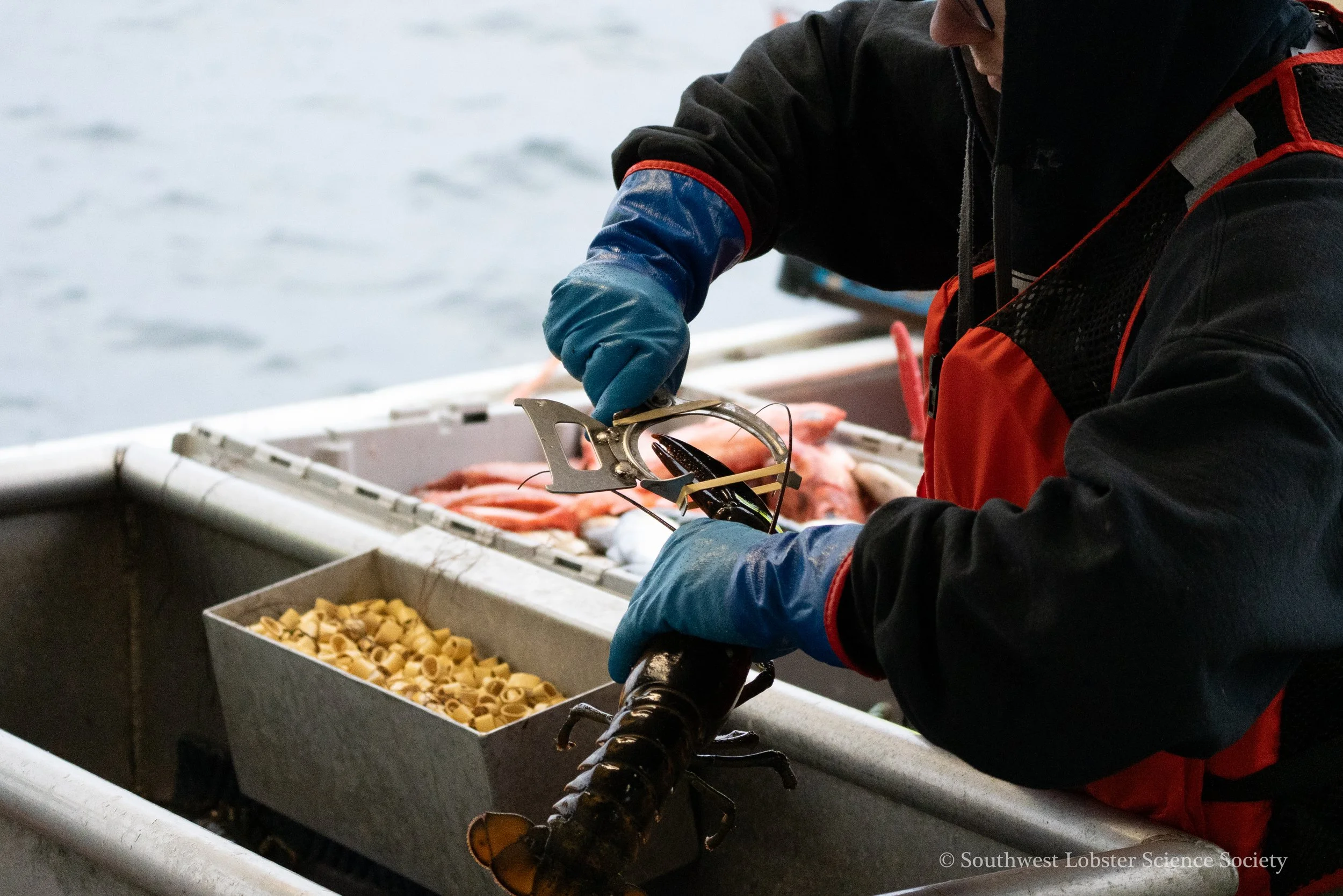 Banding_Lobster_4-2.jpg