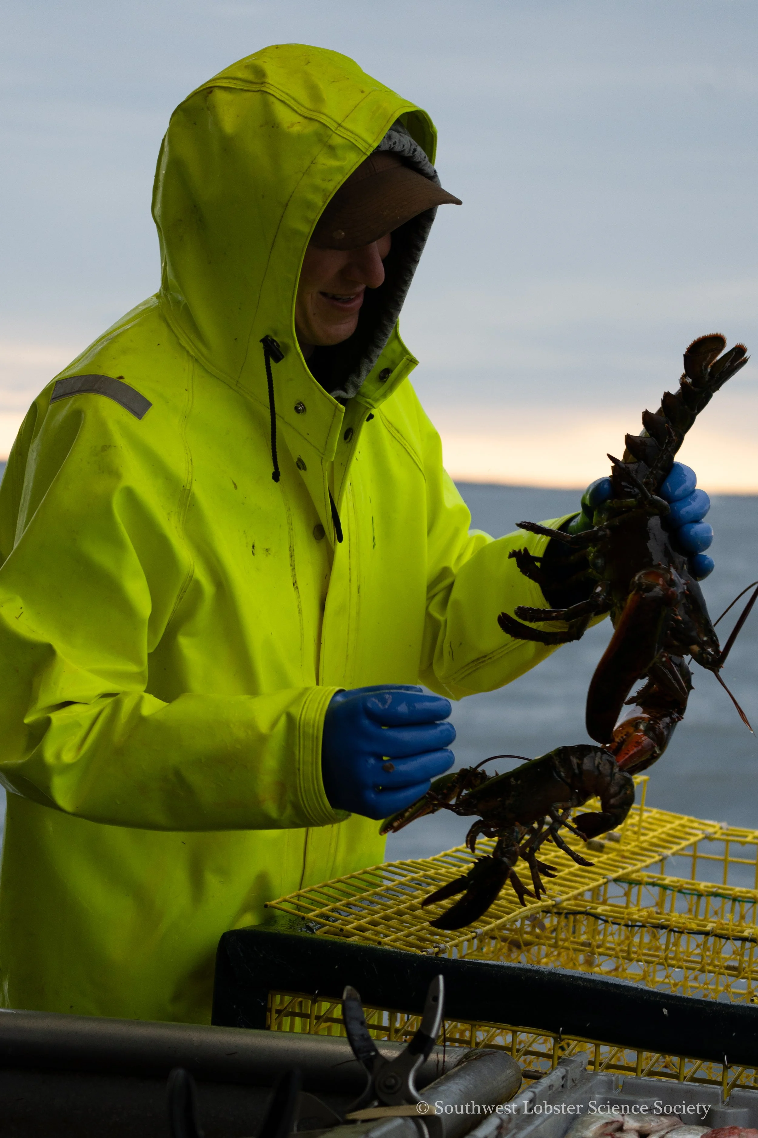 Tangled_Lobster_1.jpg
