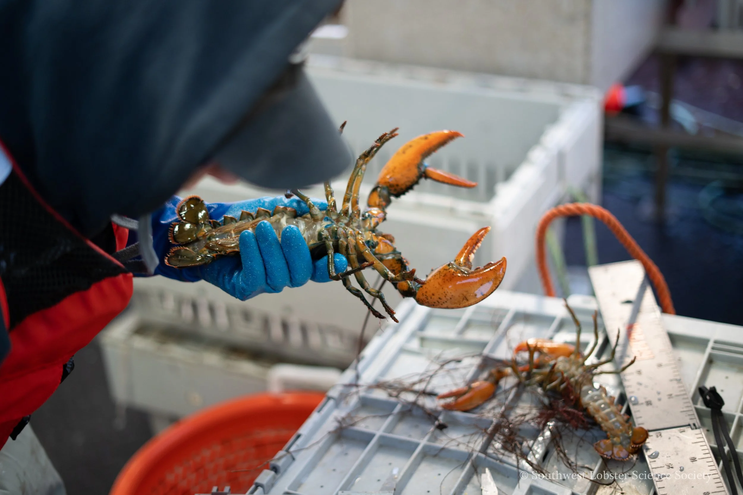 Lobster_Underside_2.jpg
