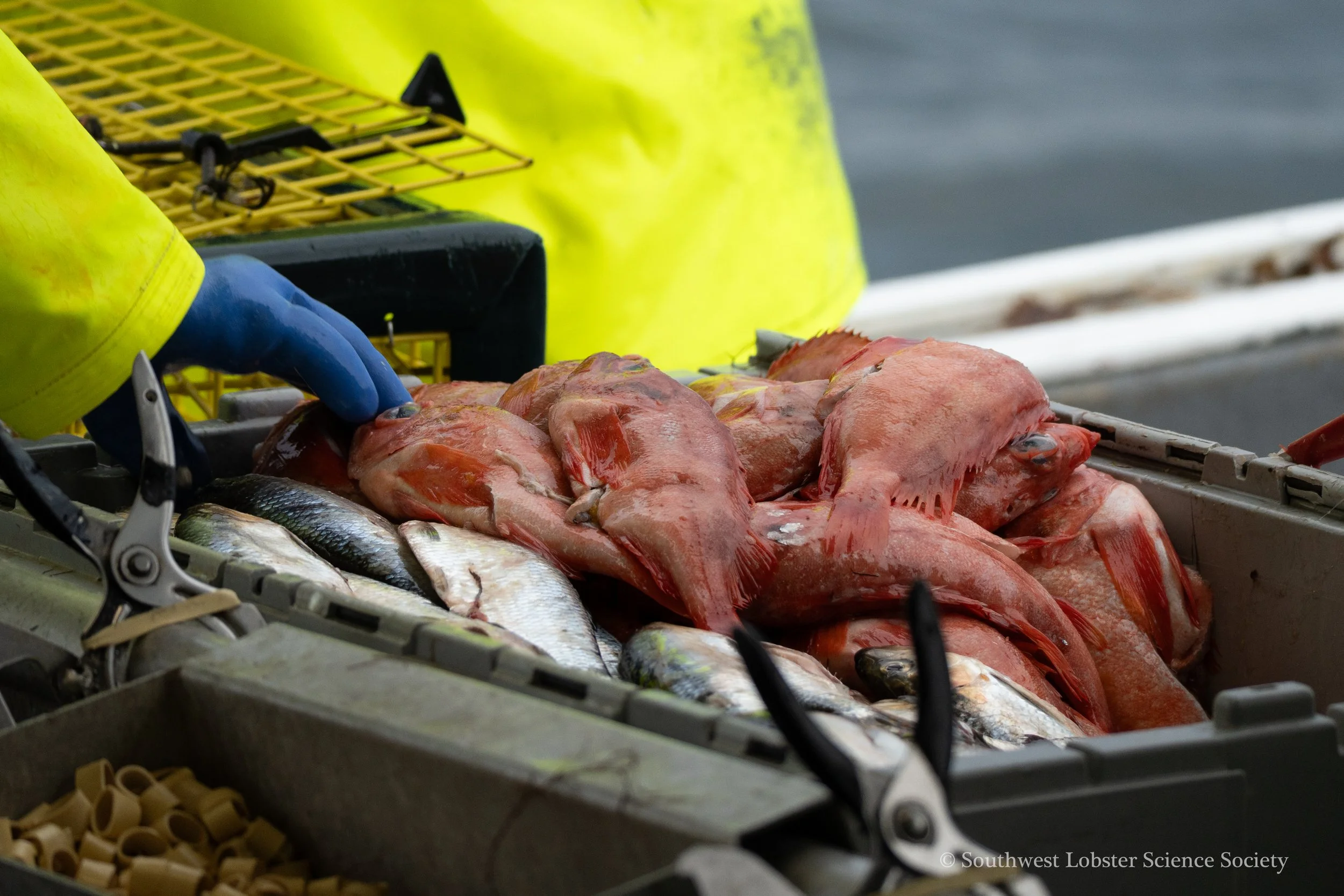Redfish_Bait_3.jpg