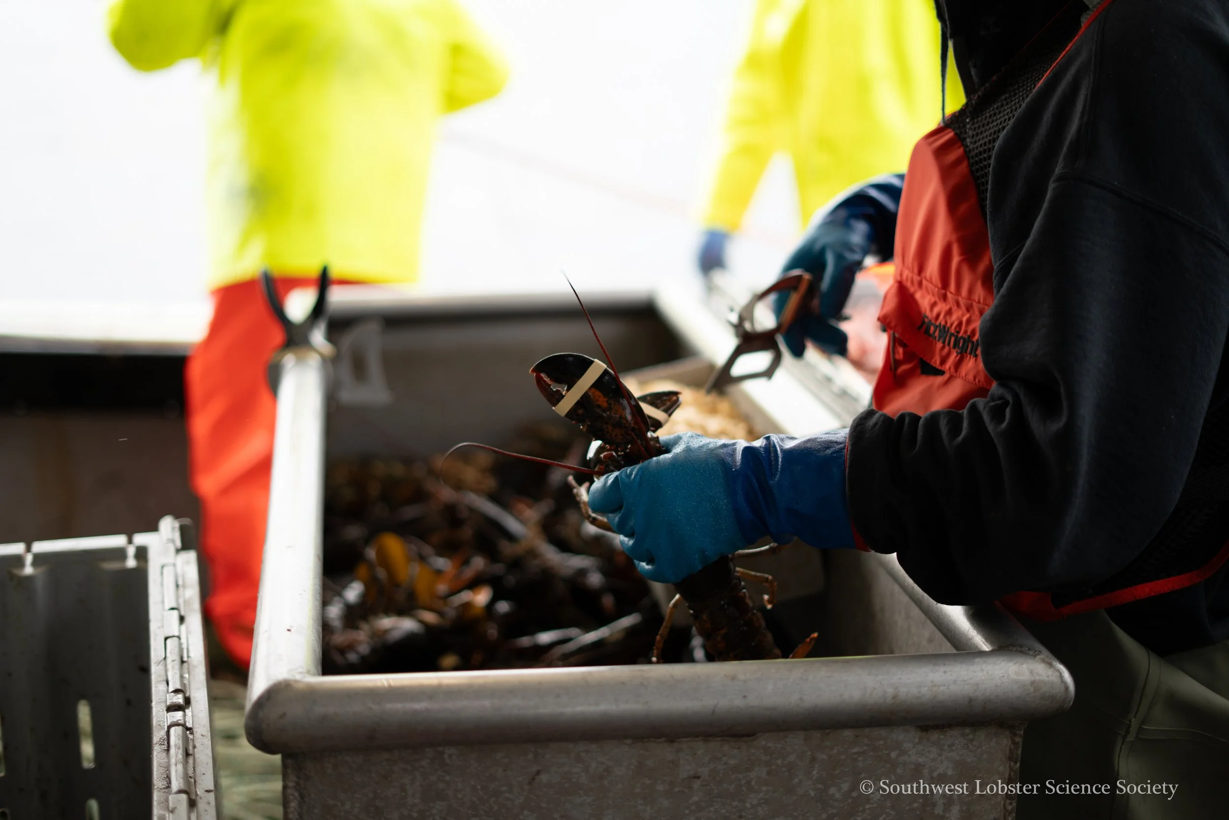 Banding_Lobster_3.jpg
