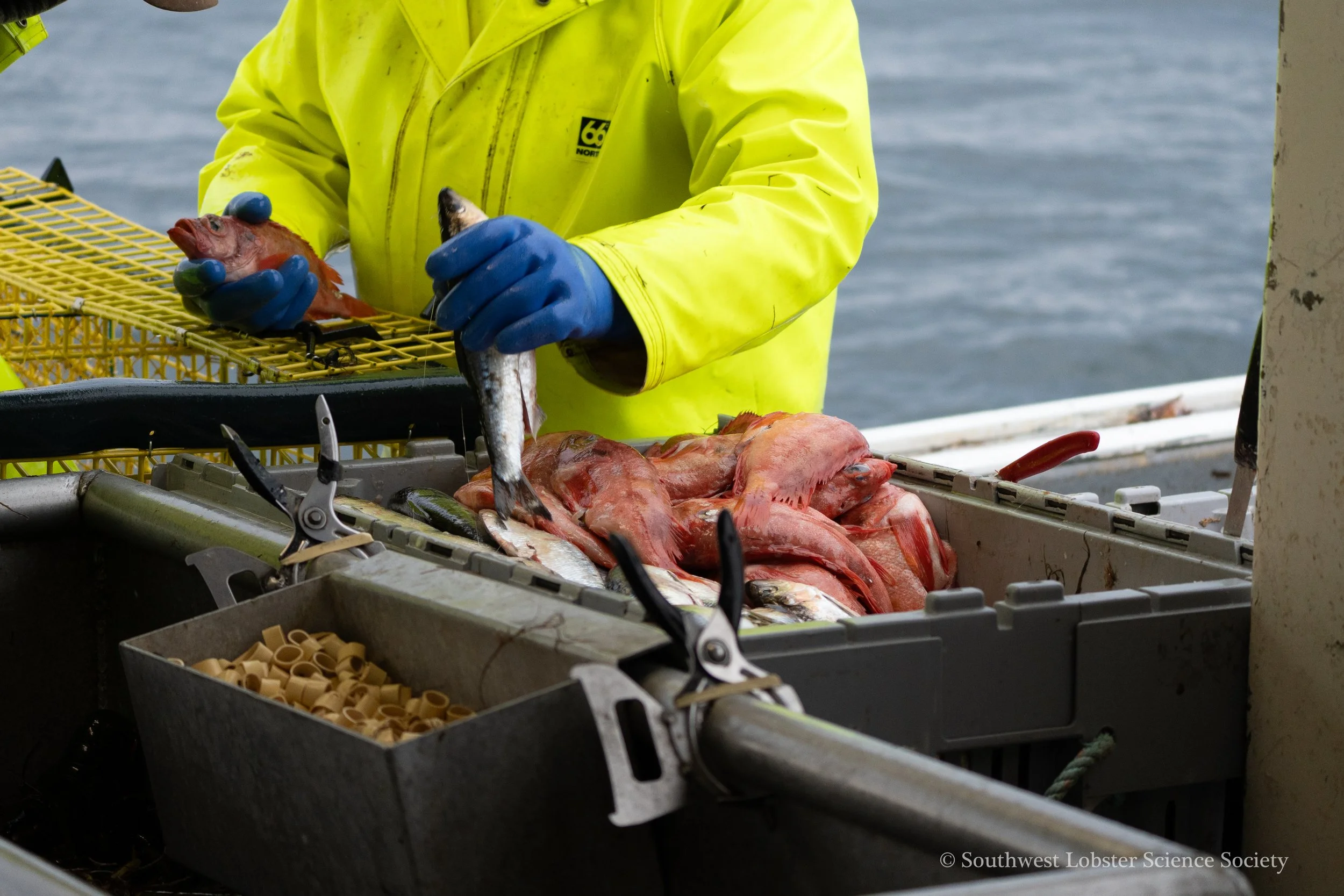 Redfish_Bait_2.jpg