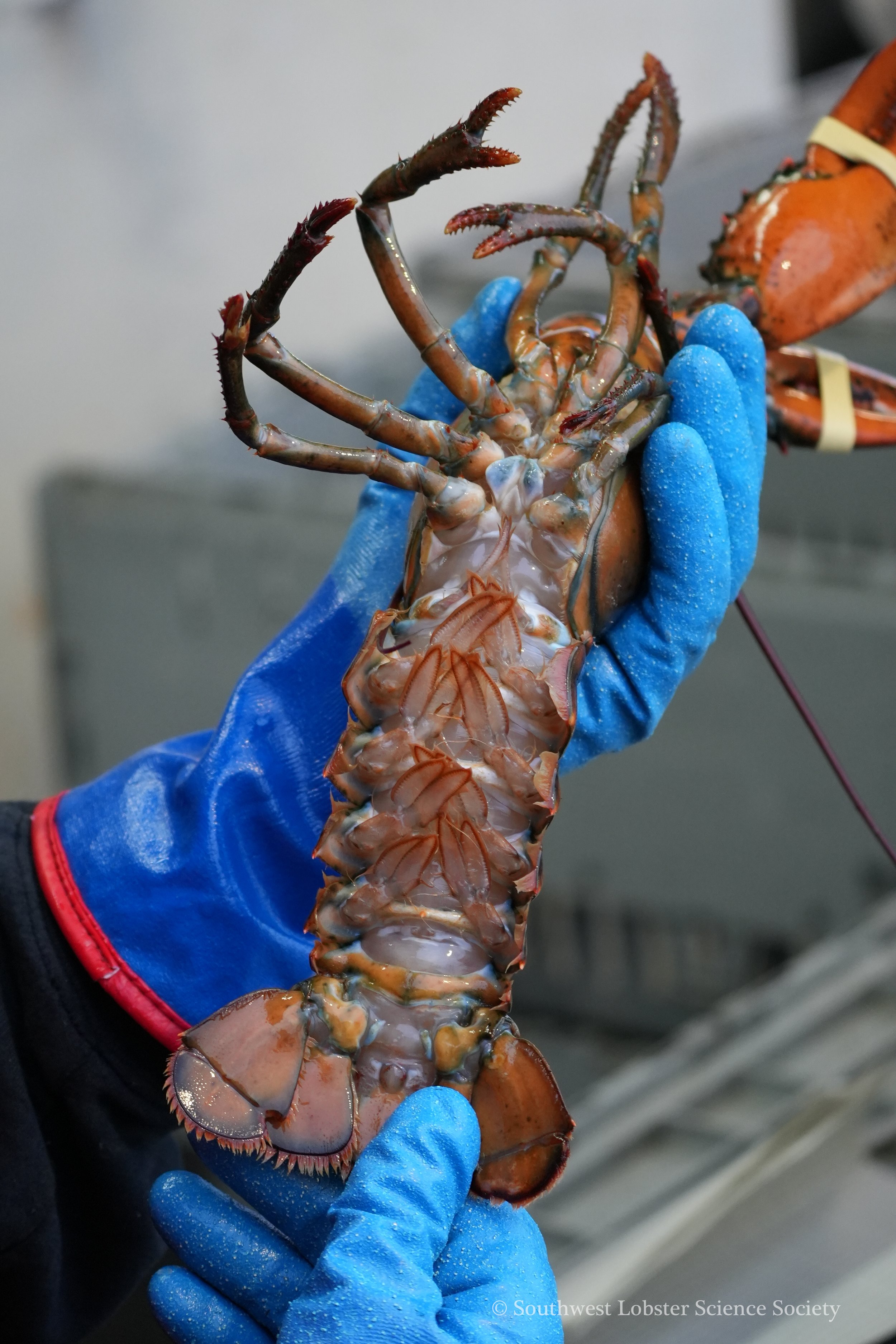 Lobster_Underside_1.jpg