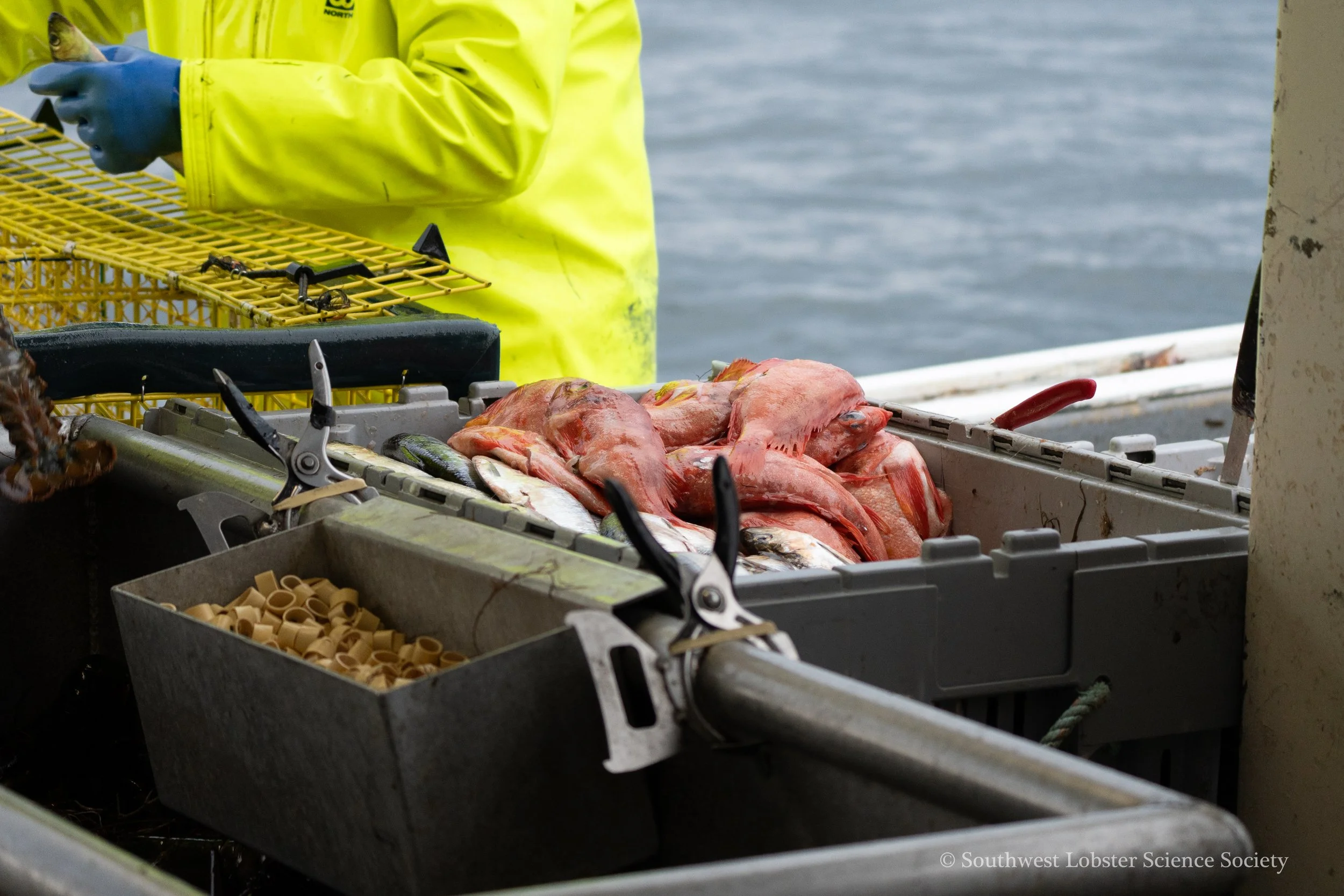 Redfish_Bait_1.jpg