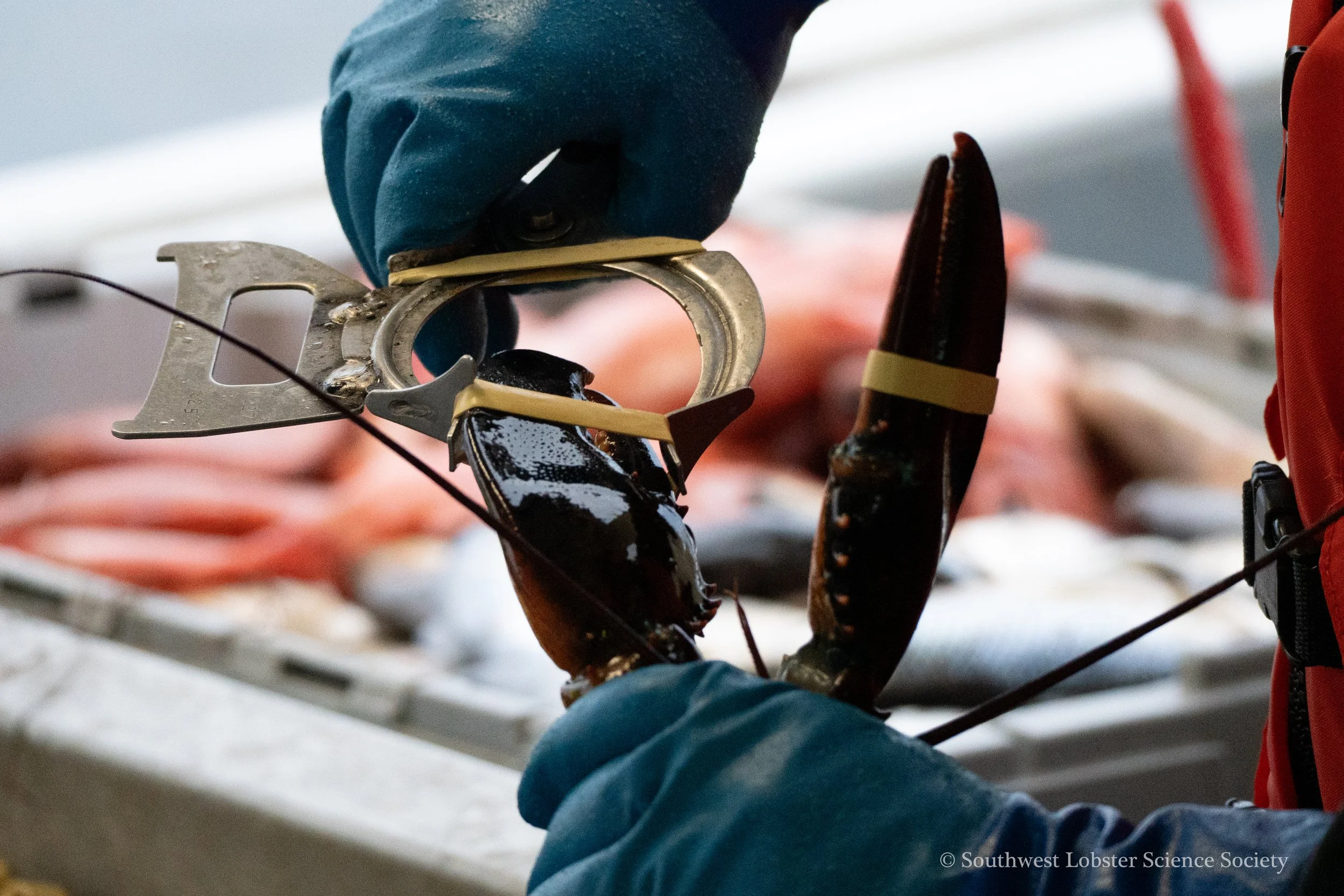 Banding_Lobster_3-2.jpg