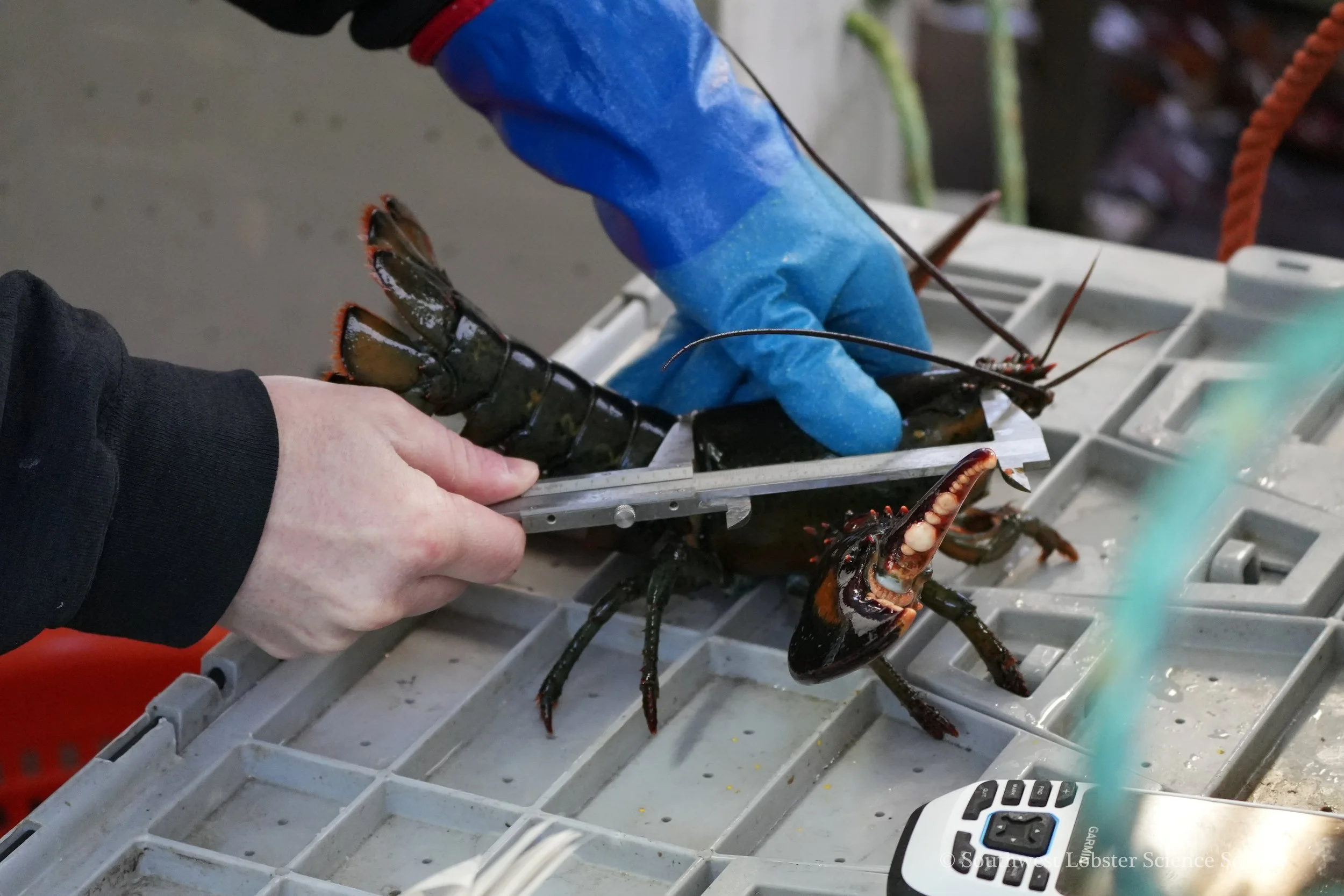 Measuring_Lobster_2.jpg
